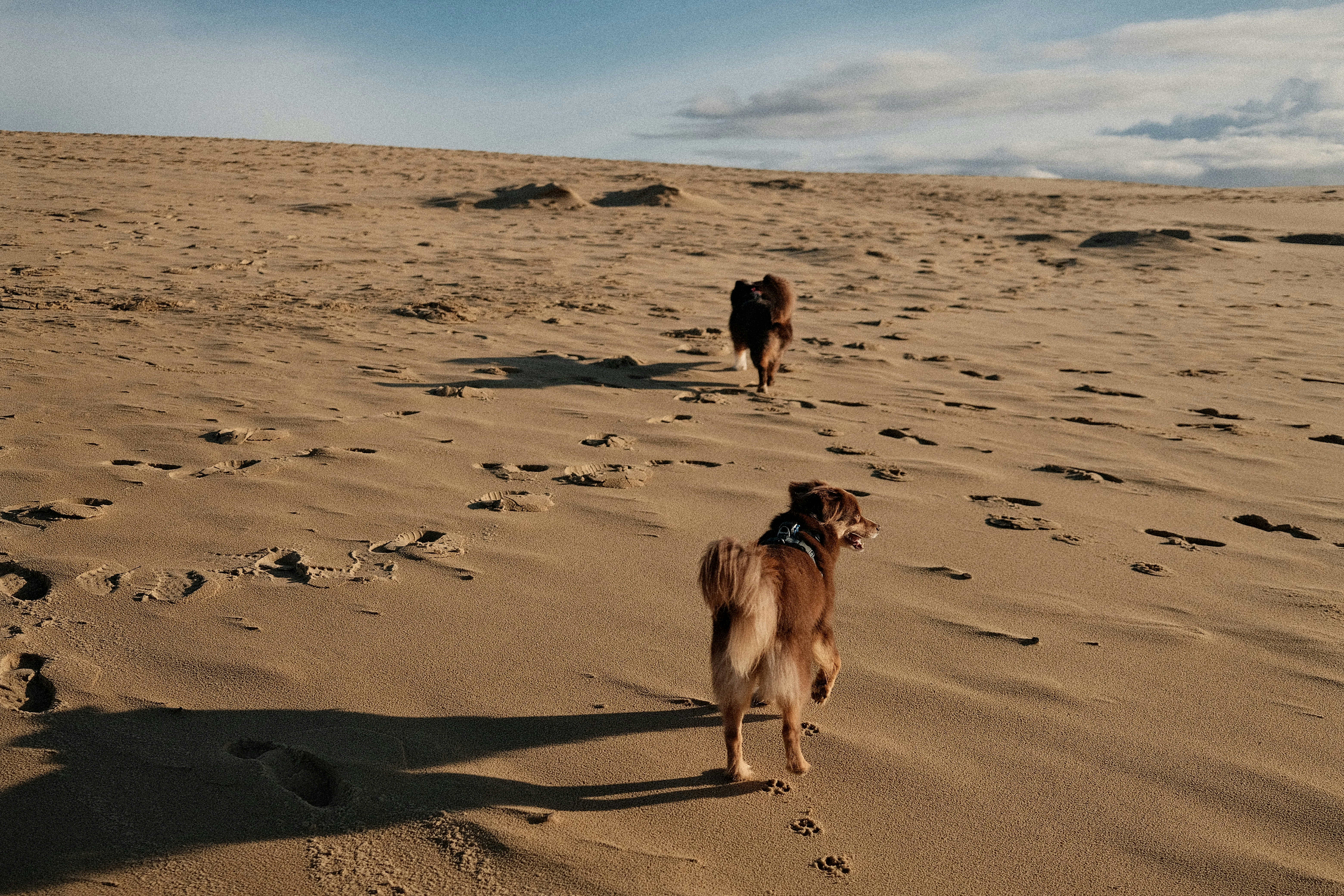 Two dogs running across a sandy dune landscape