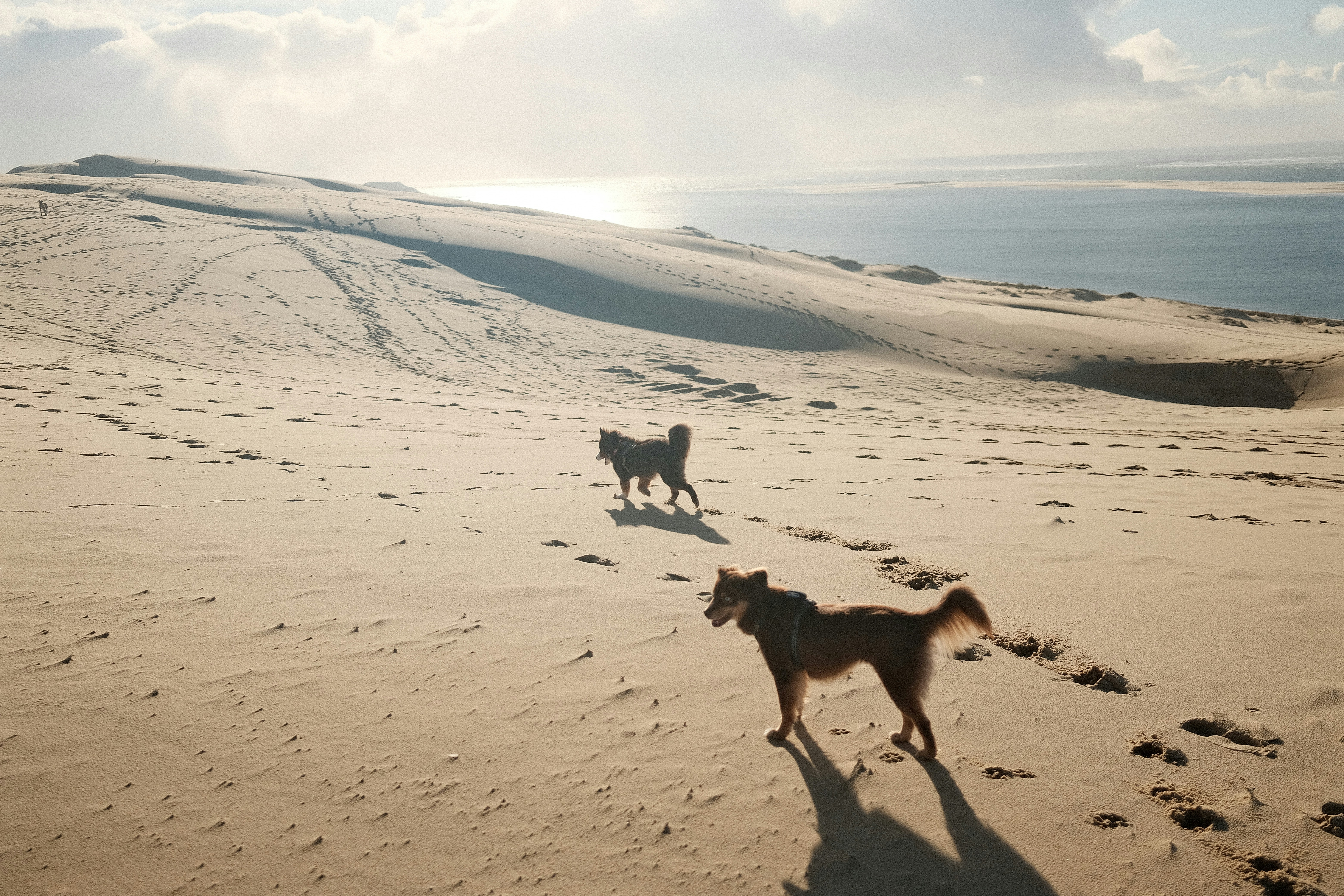 Two dogs walk across a sandy dune towards the ocean.