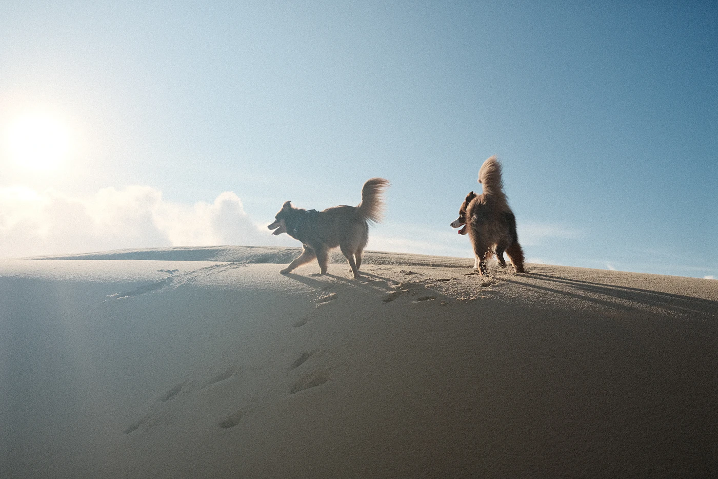 Two dogs walking across a sunny sandy landscape