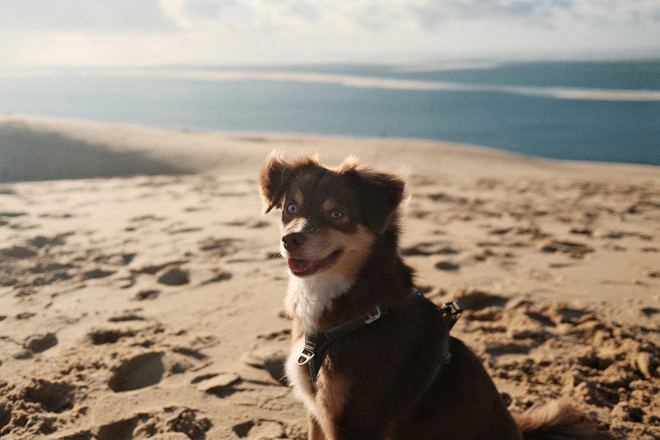 Happy dog enjoying time outdoors