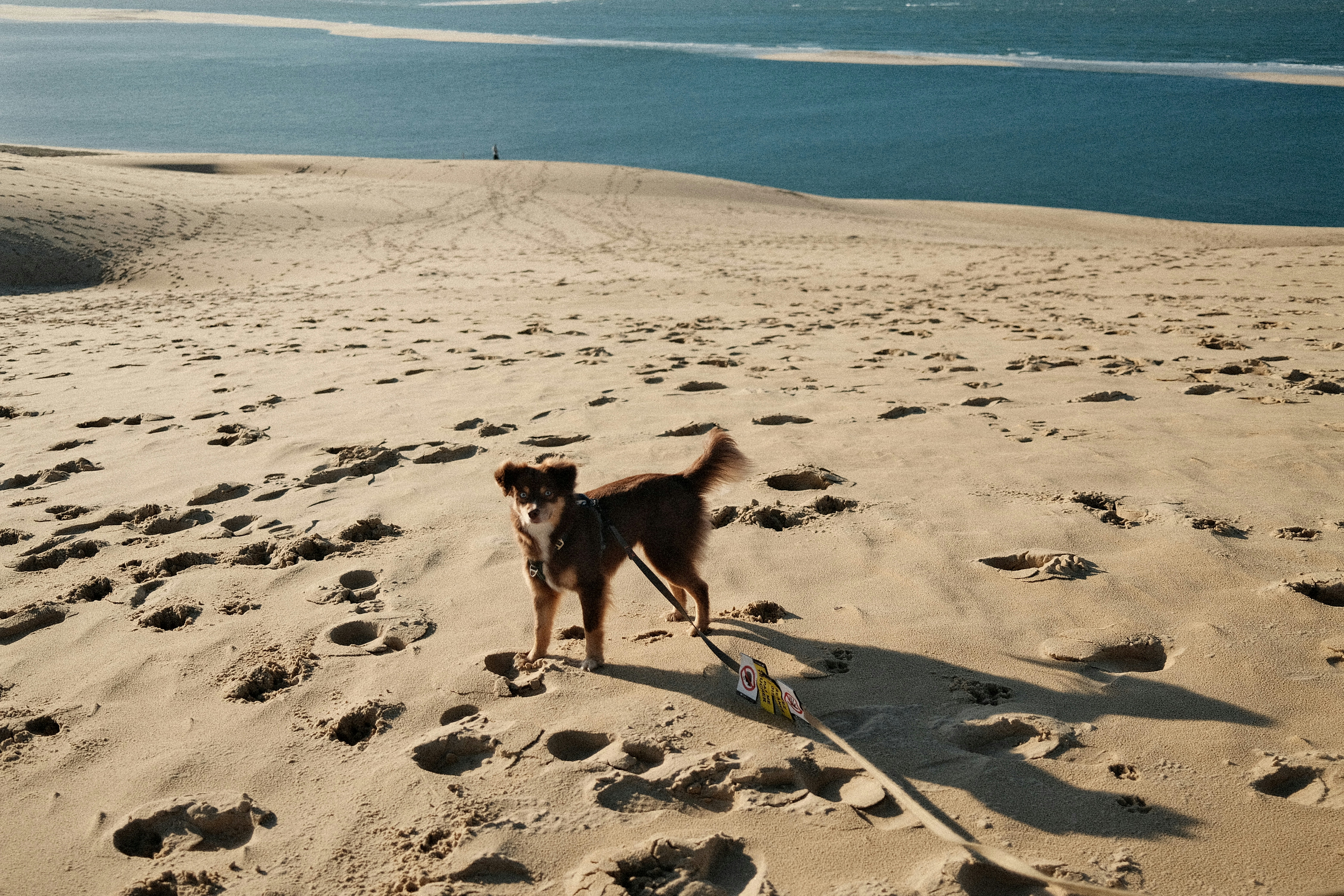 A dog stands on a sandy dune overlooking the ocean.
