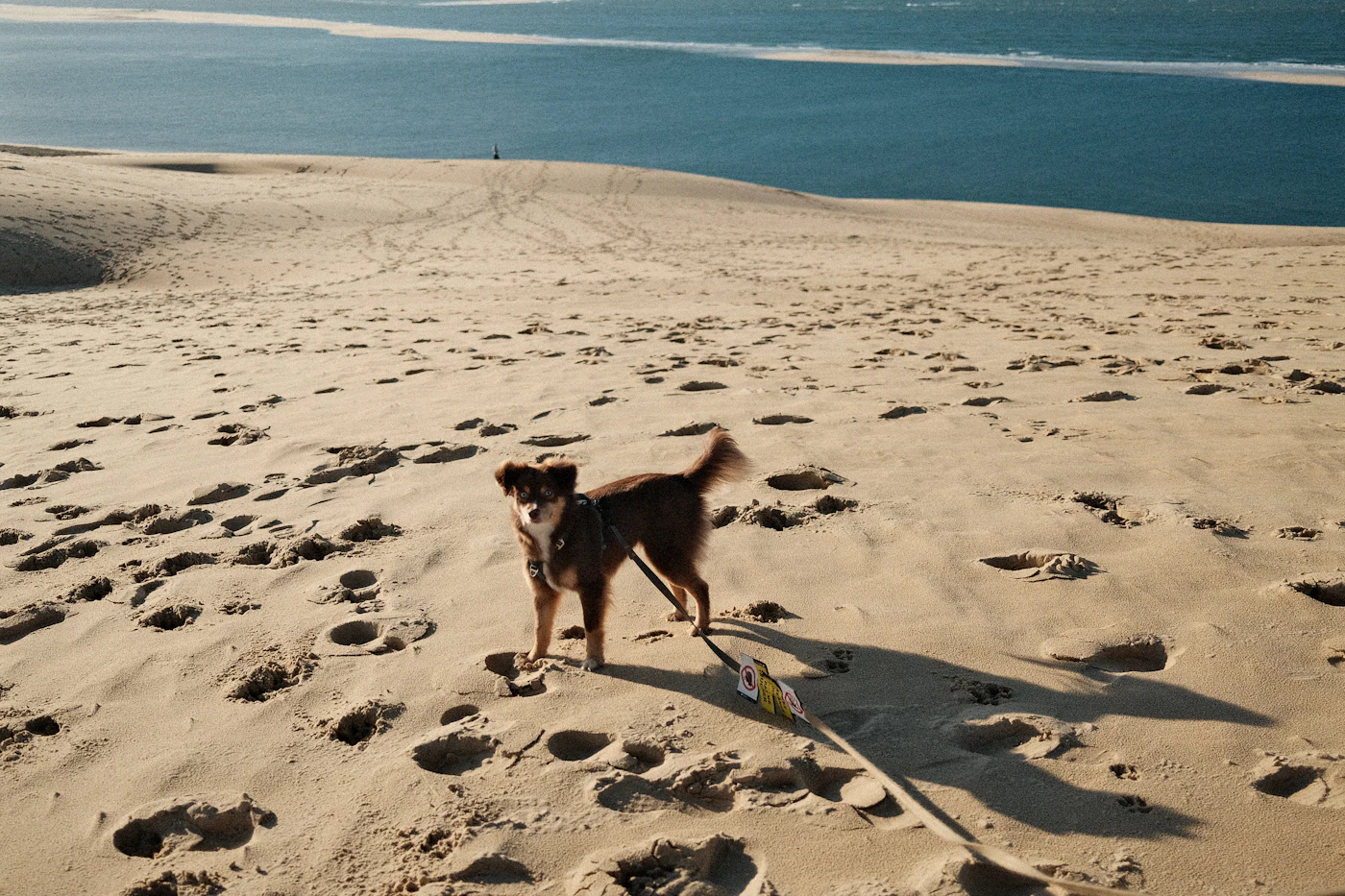 A dog standing on a sandy dune overlooking the ocean
