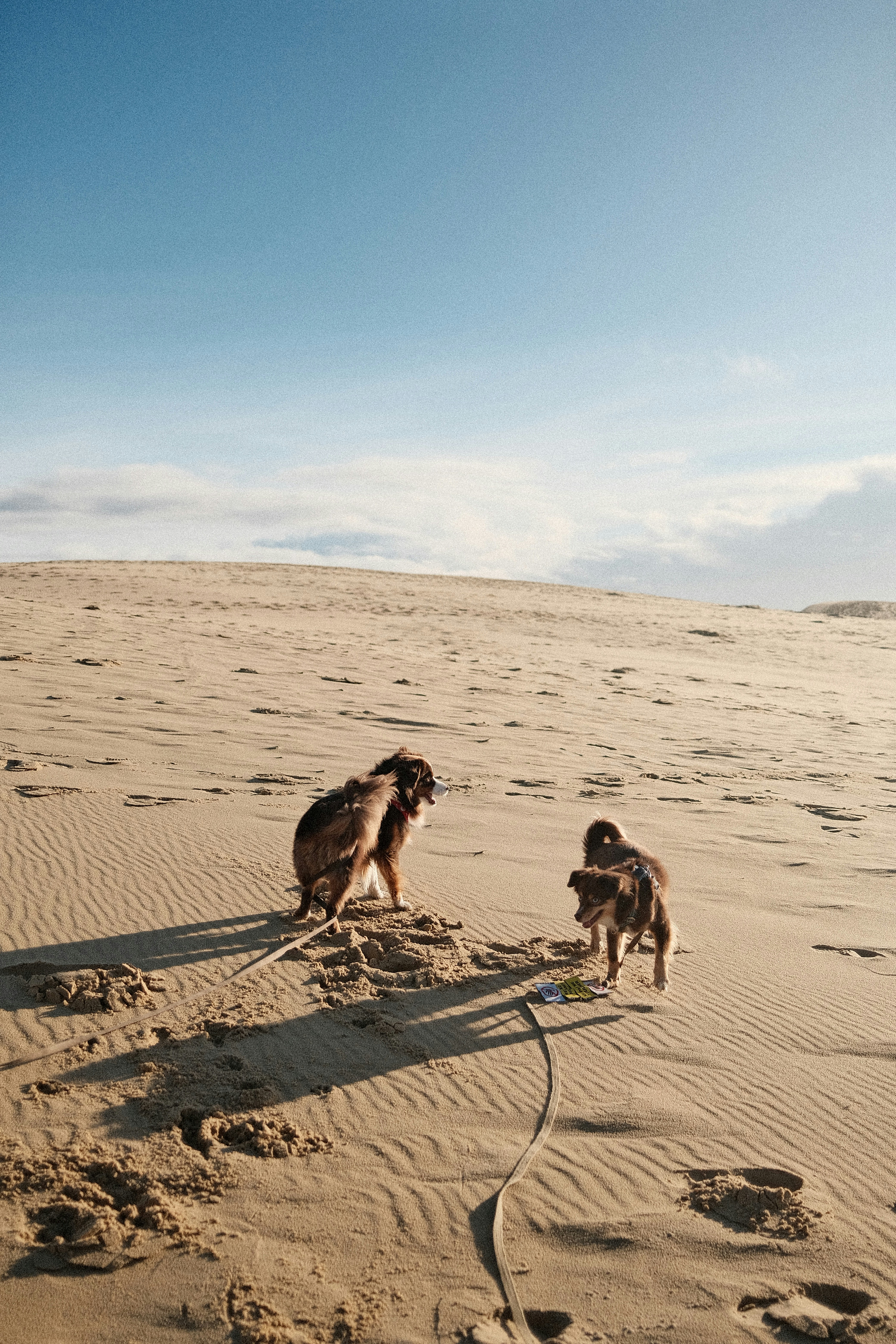 Zwei Hunde auf sandigen Dünen unter blauem Himmel