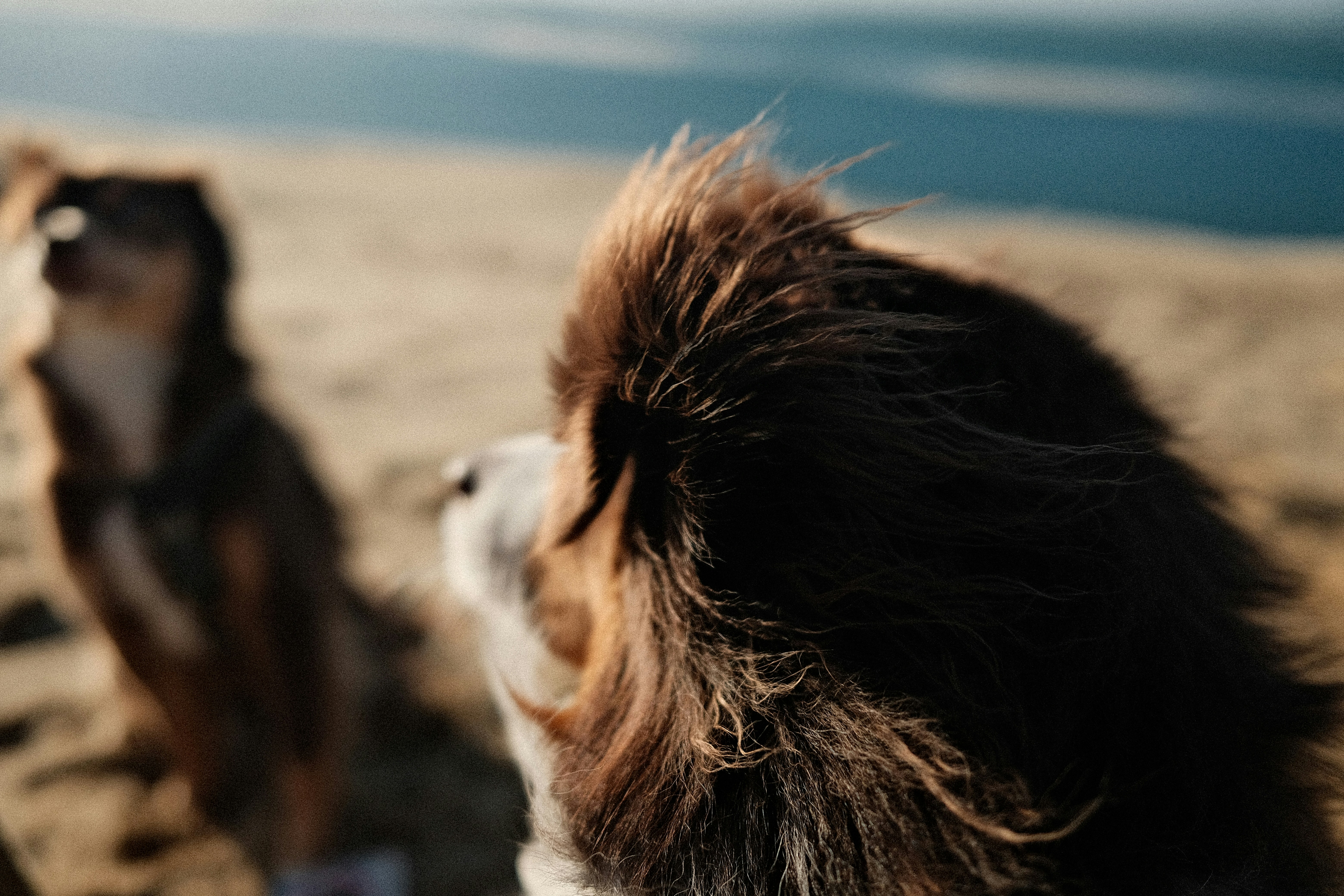 Two dogs on a sandy beach near the water.