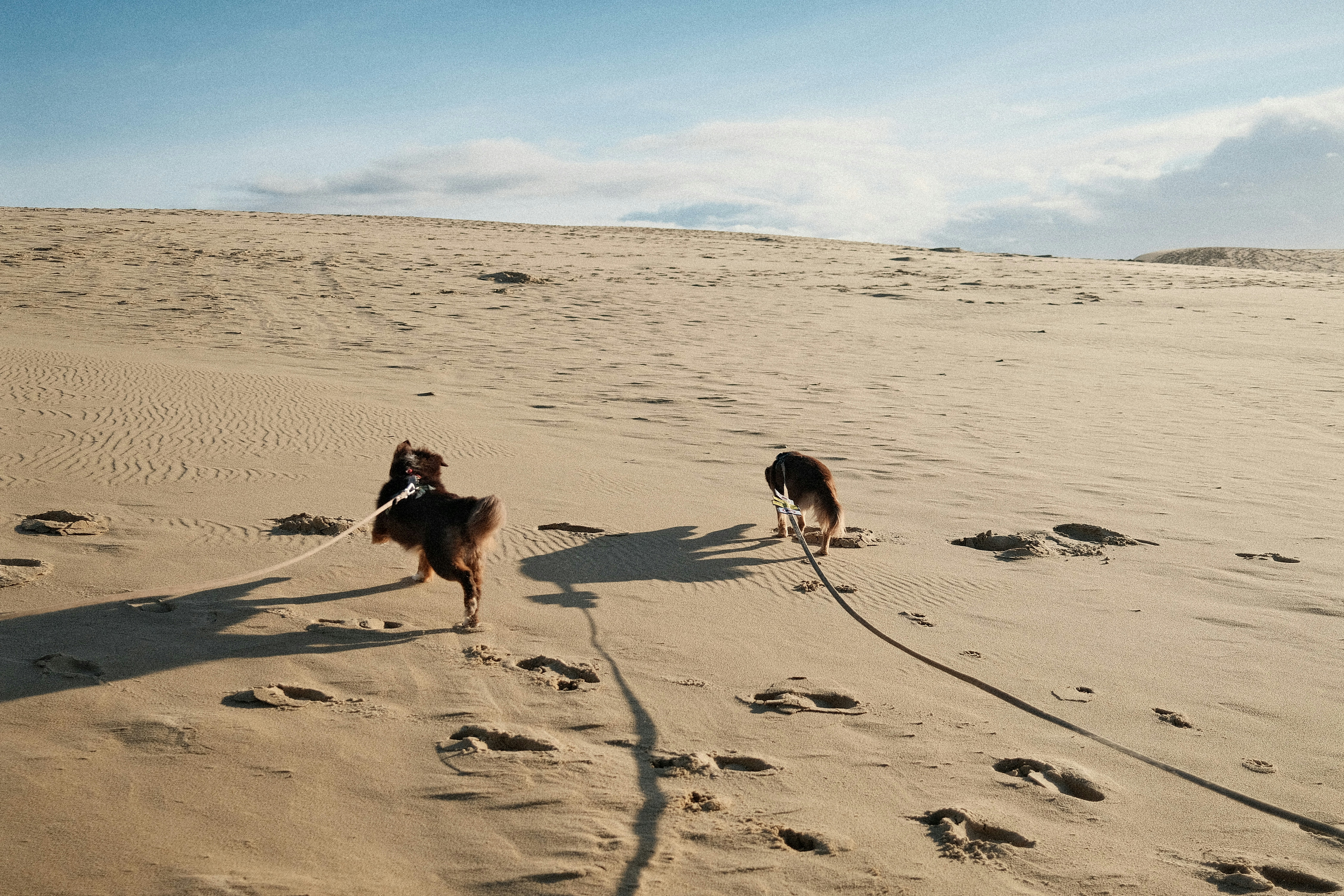 Two dogs walking on a sandy dune