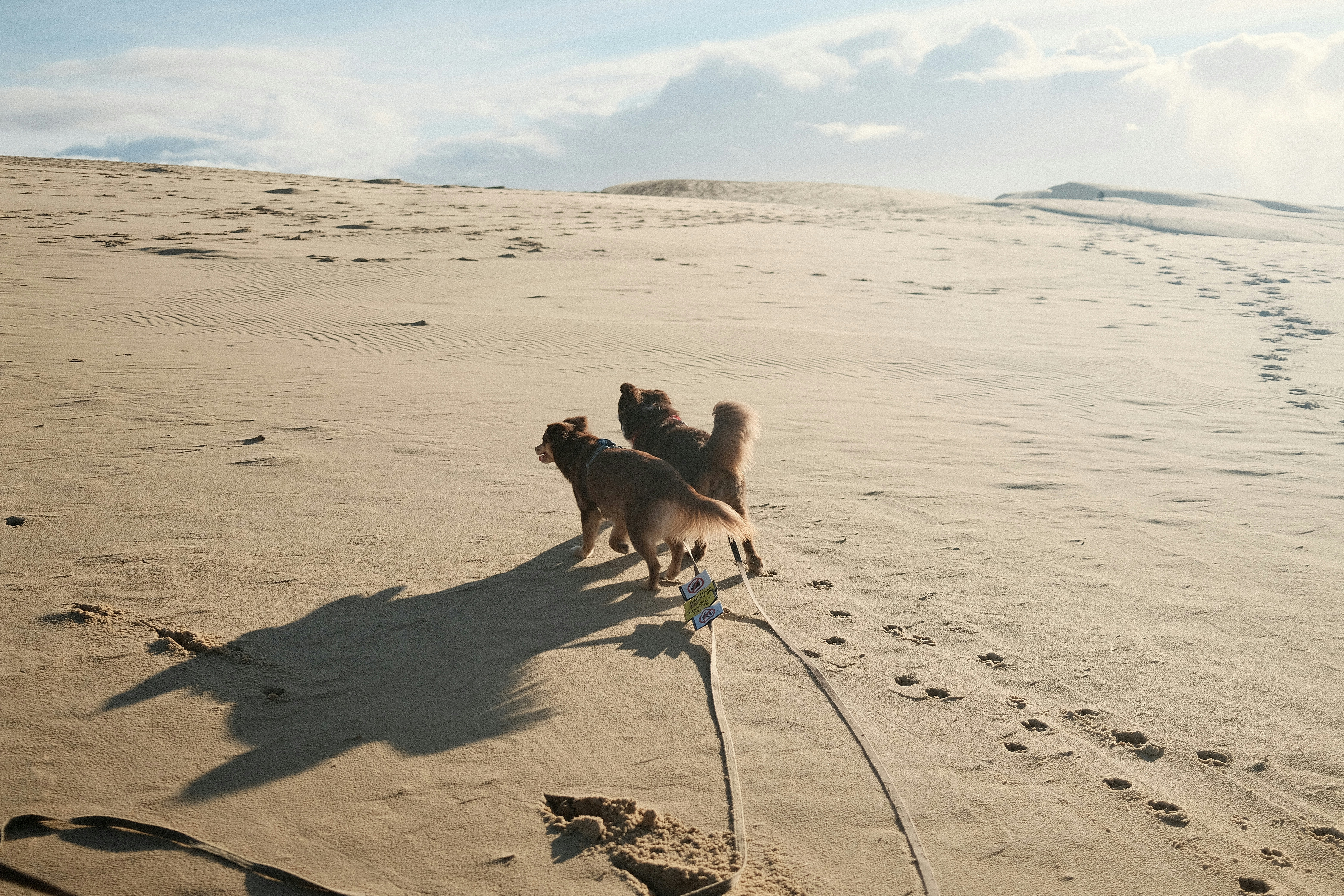 Two dogs walking on a sandy beach at sunset.
