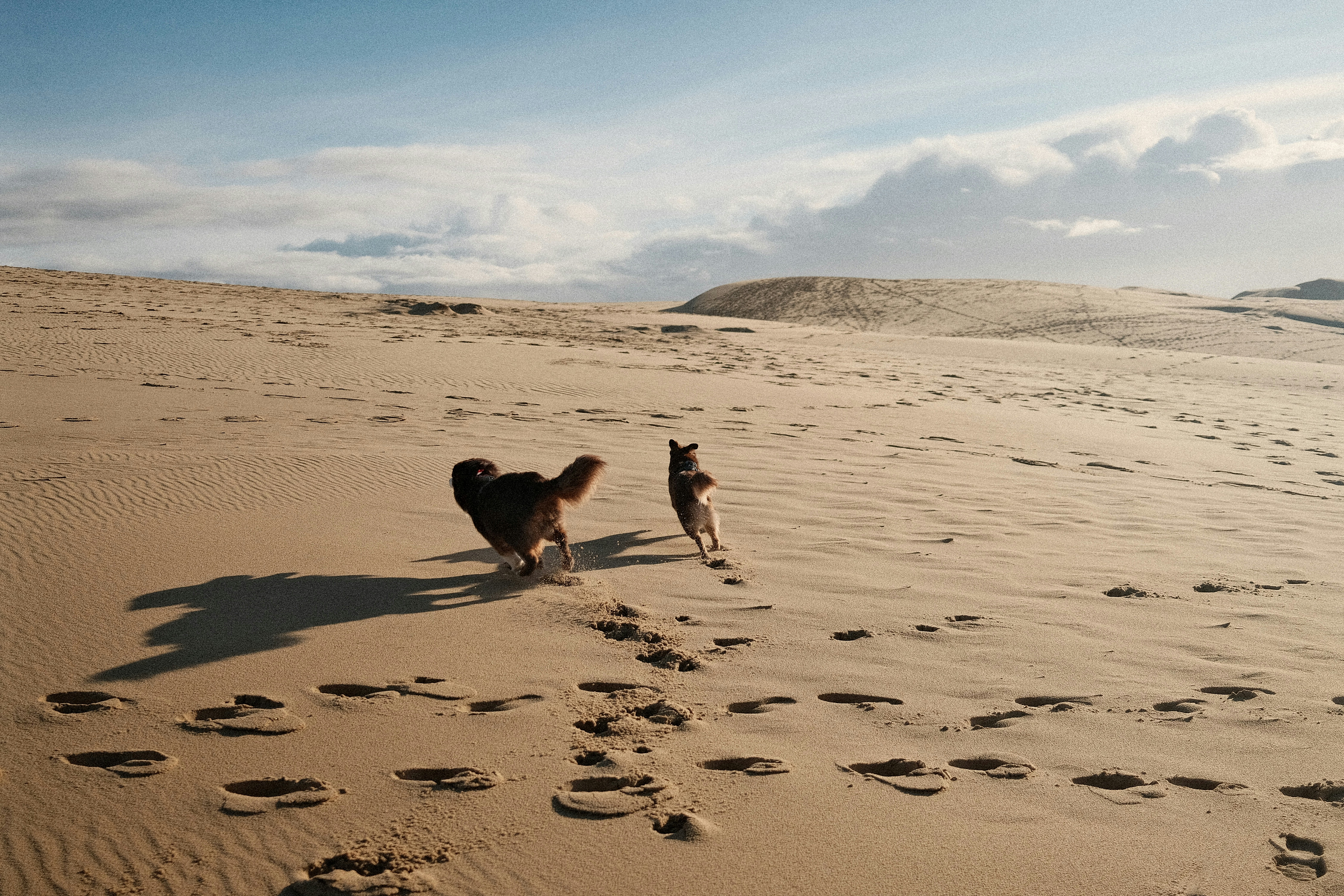 Two dogs running on a sandy beach