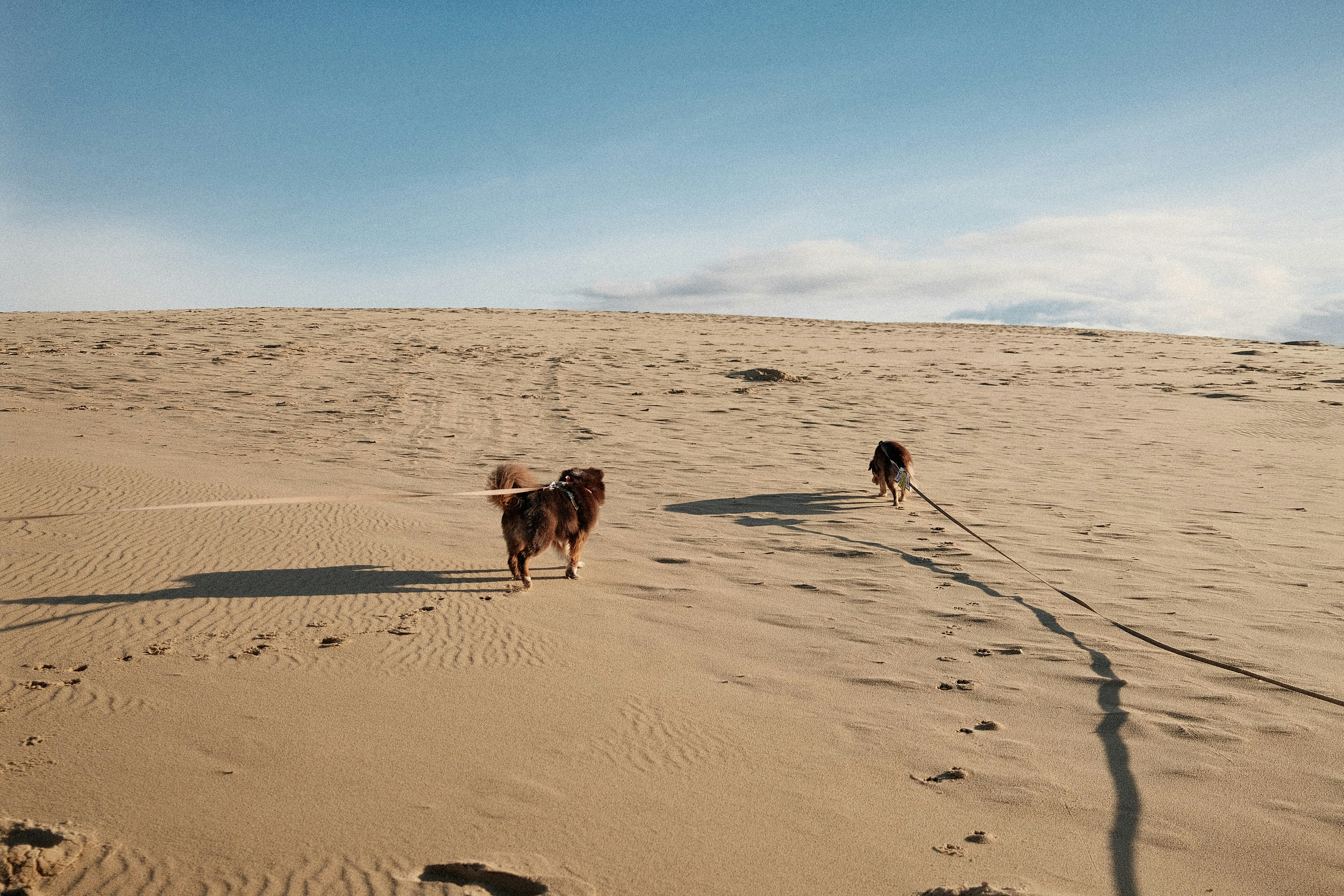 Two dogs walking on a sandy dune