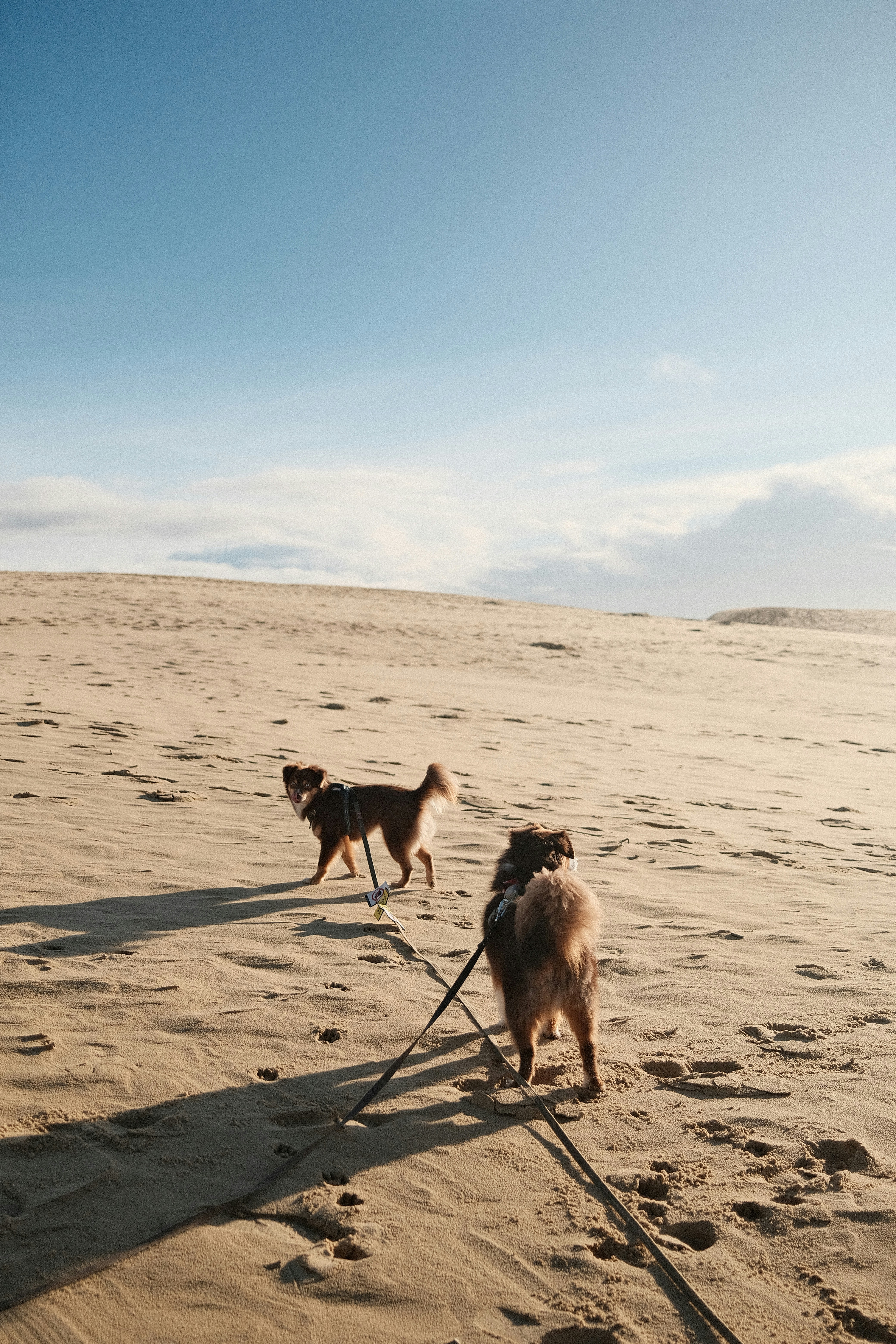 Two dogs walking on a sandy beach