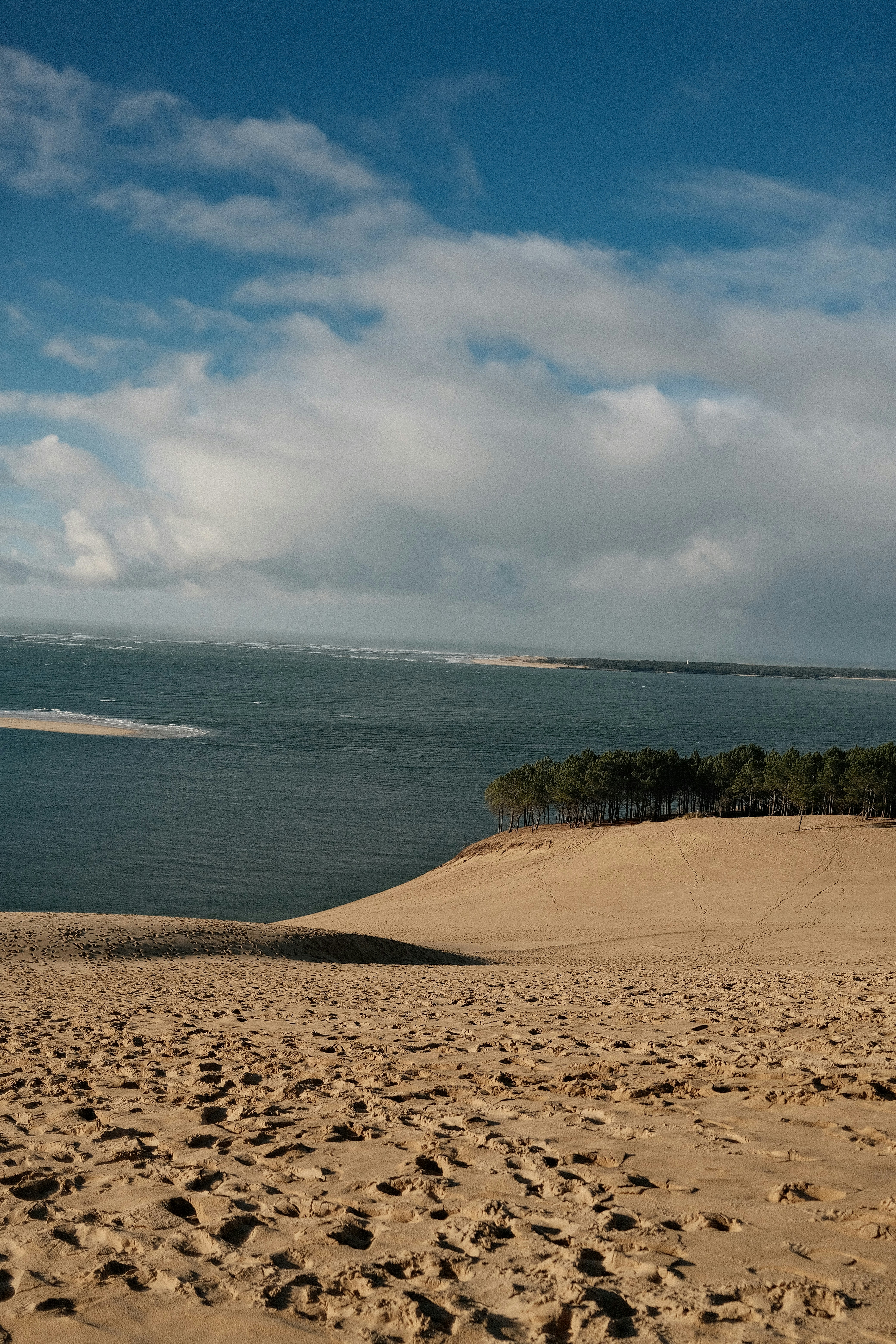 Sandy dune with pine trees overlooking a bay