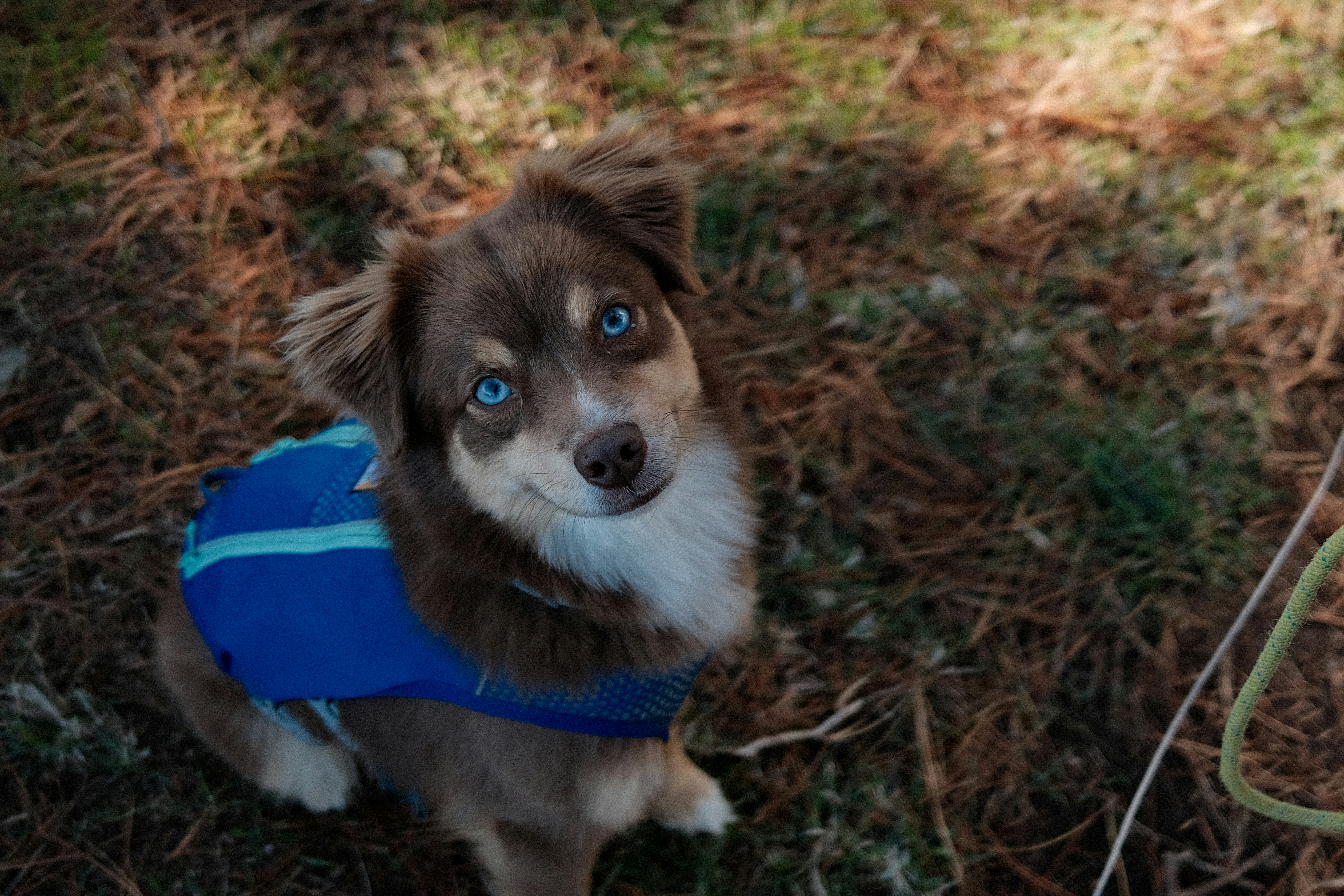 A small dog with blue eyes wearing a blue jacket.