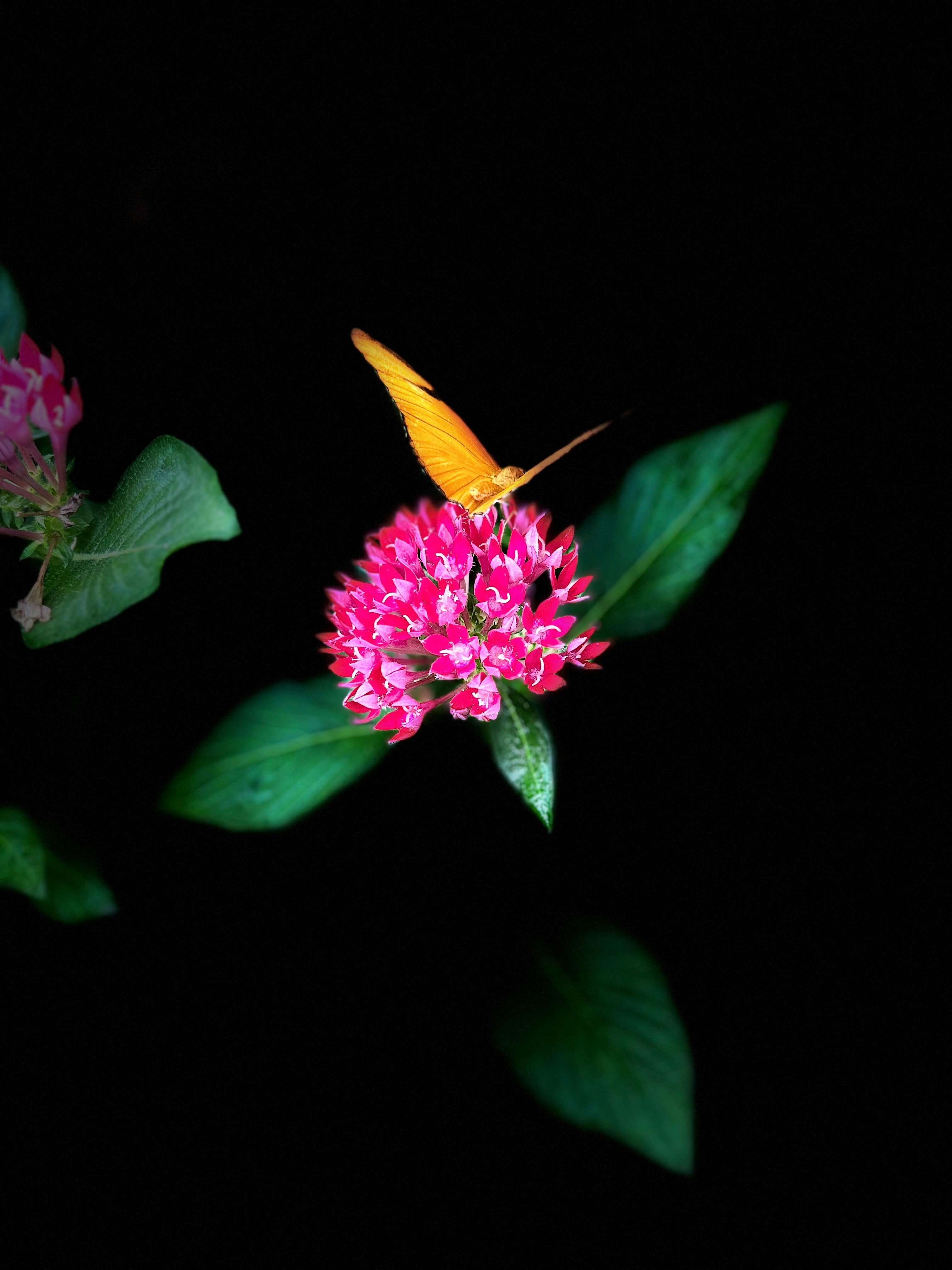 An orange butterfly rests on a pink flower.