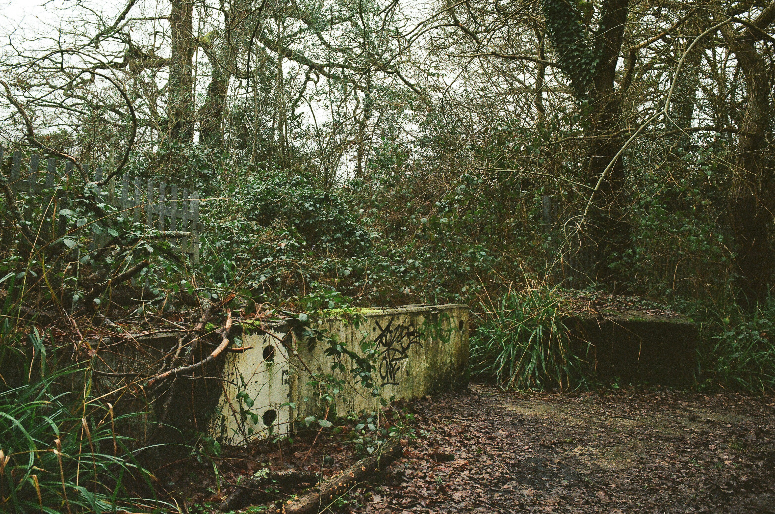 Overgrown ruins of a concrete structure in a forest