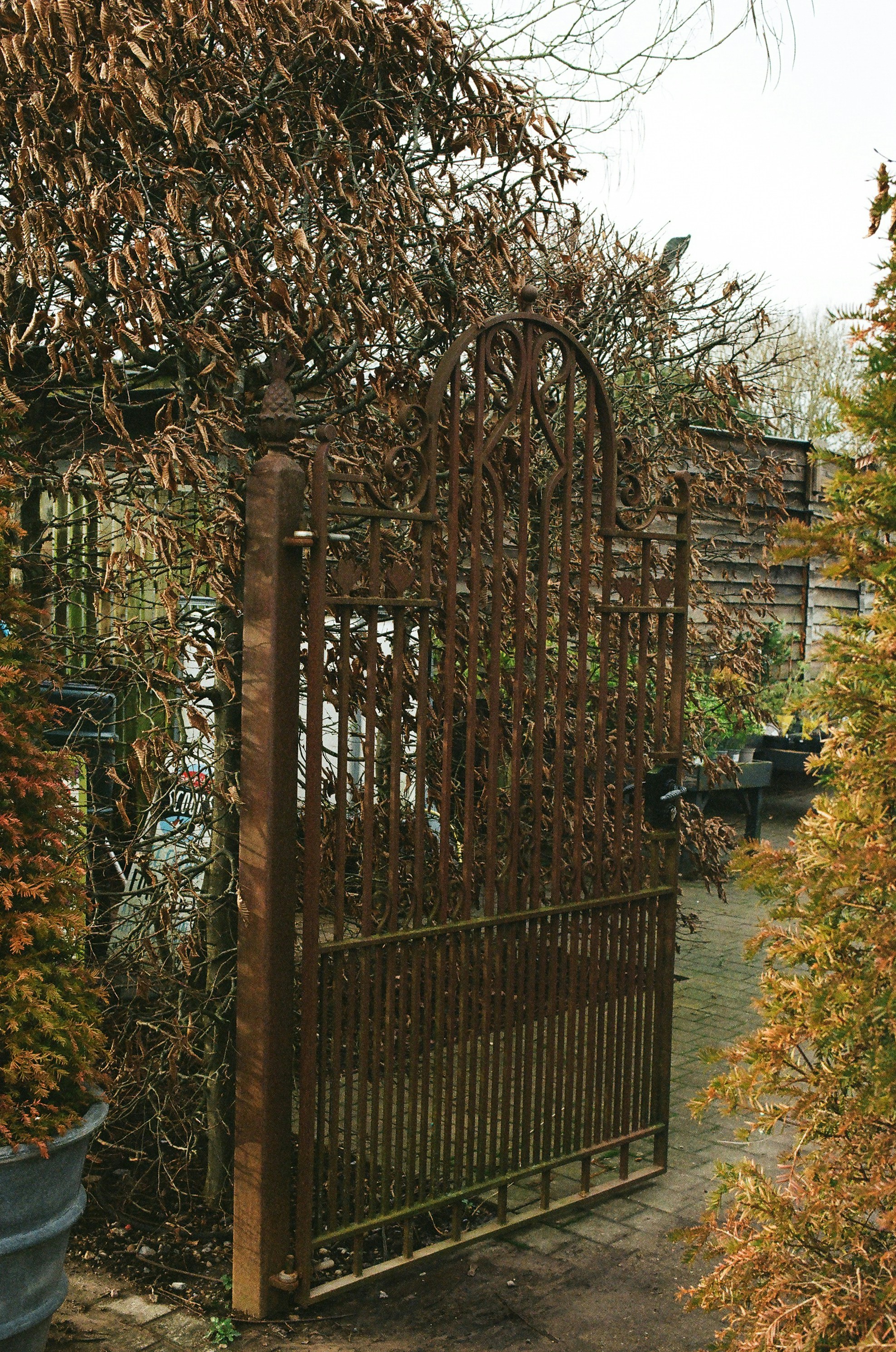 Rusty ornate garden gate with surrounding trees