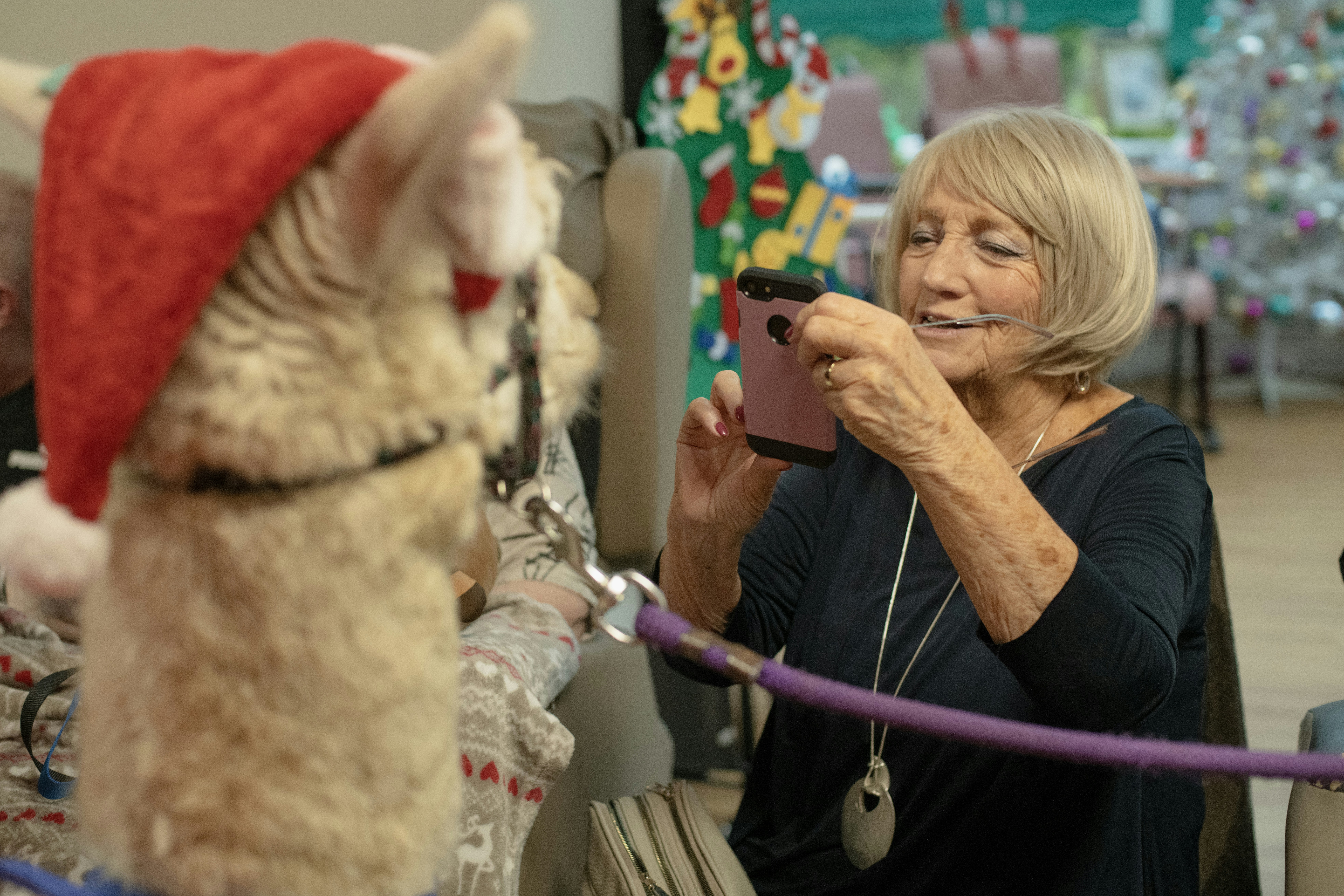 Woman takes picture of llama wearing santa hat