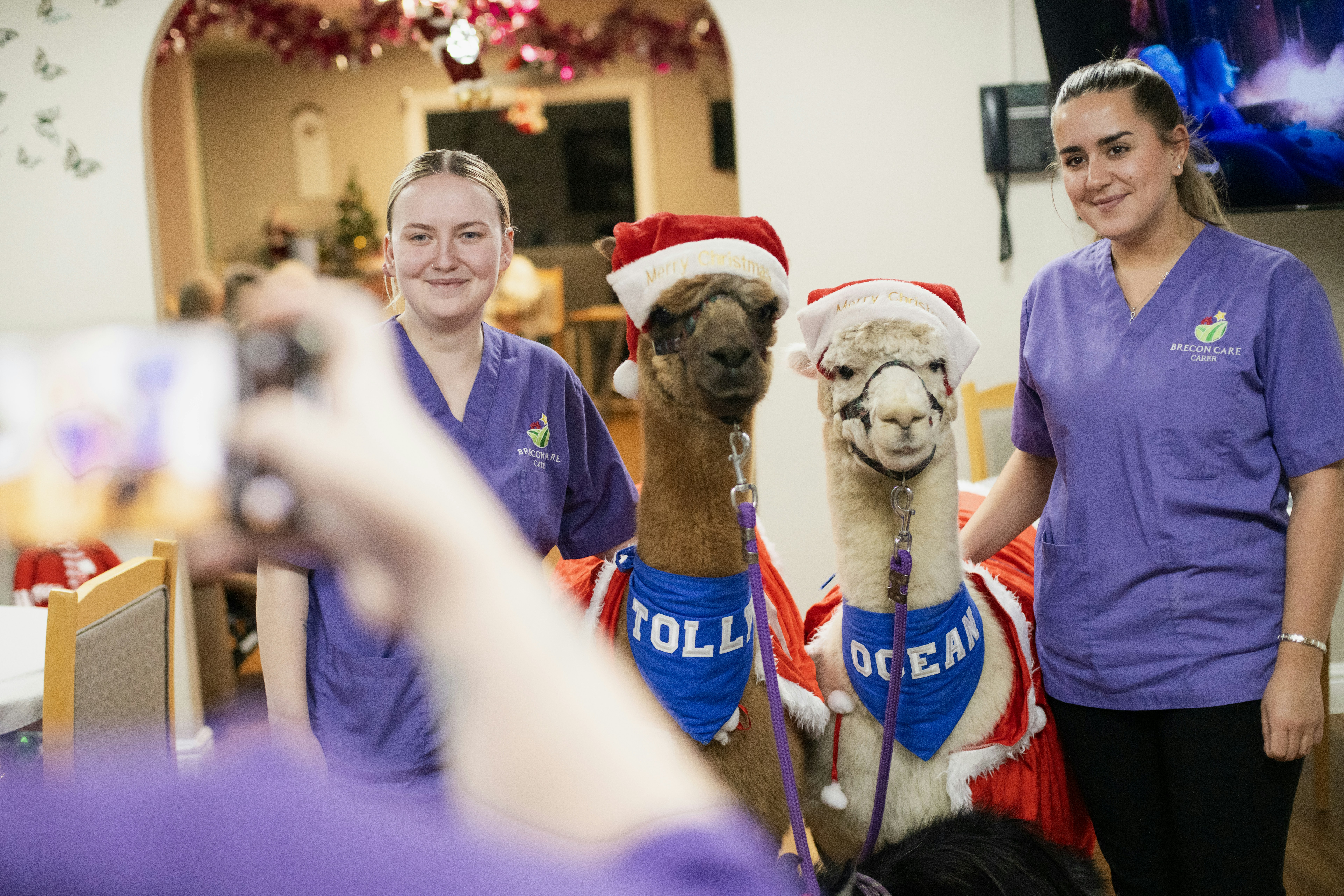 Two alpacas in santa hats with handlers