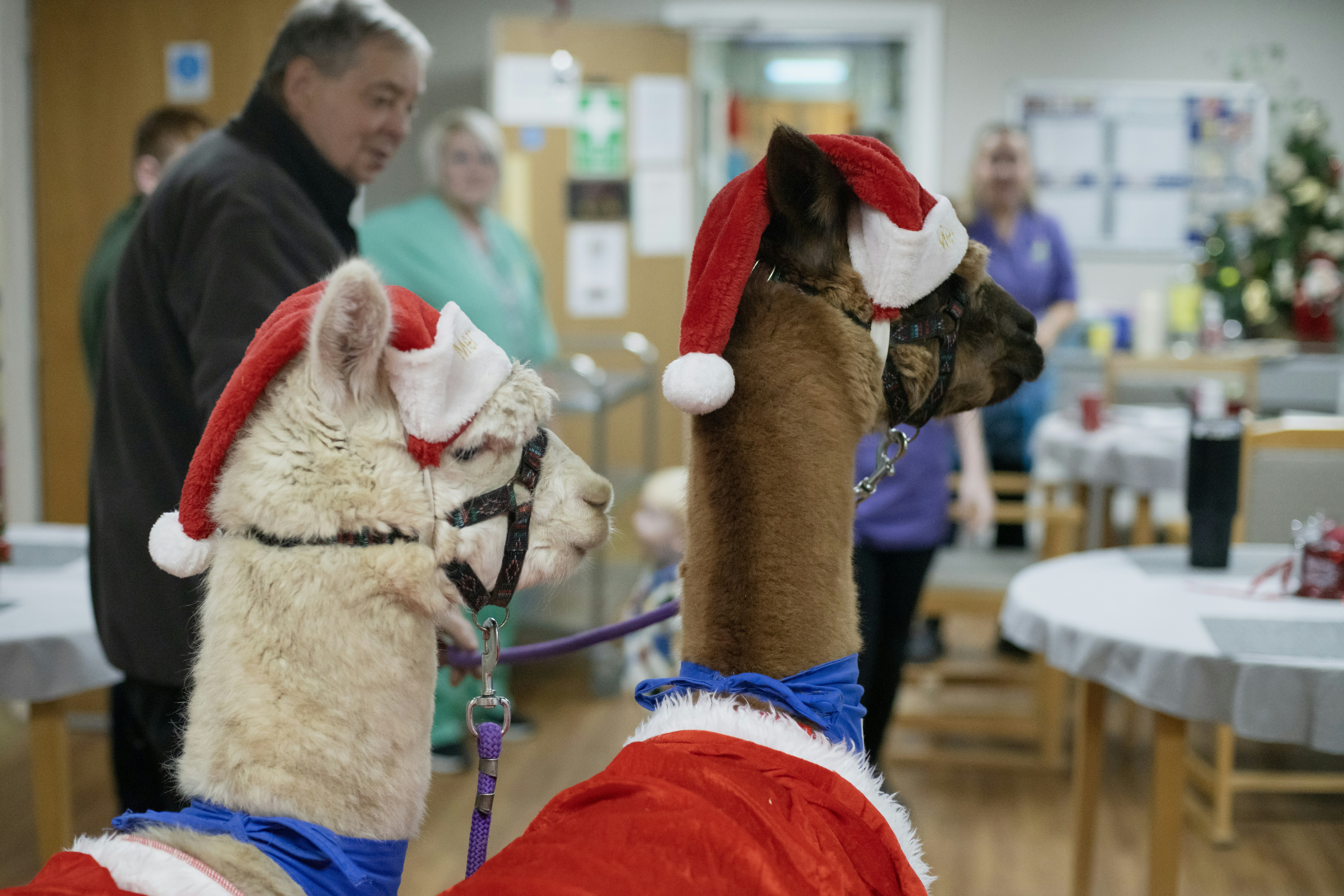 Two alpacas wearing santa hats and festive outfits.
