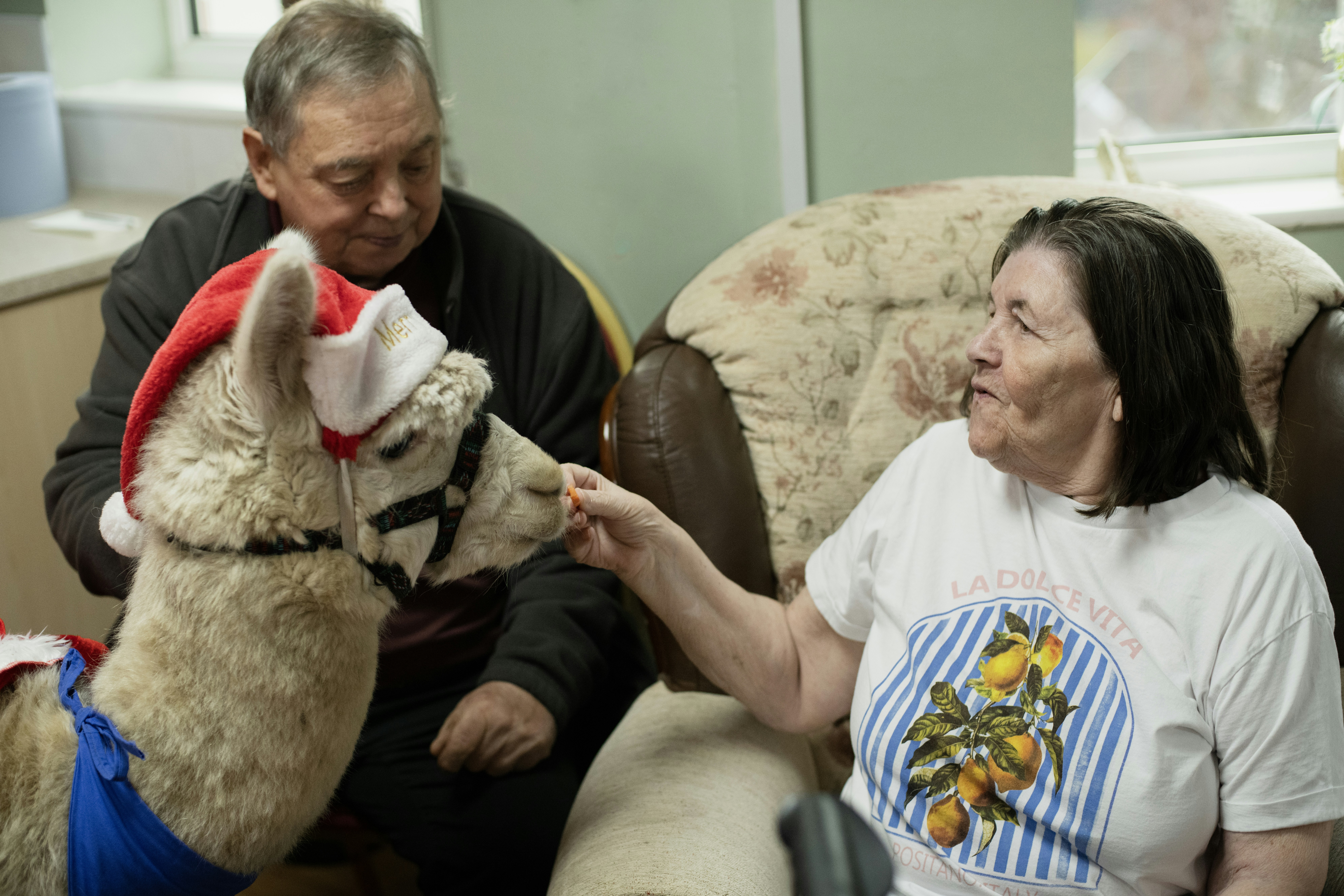 Woman feeding a llama wearing a santa hat