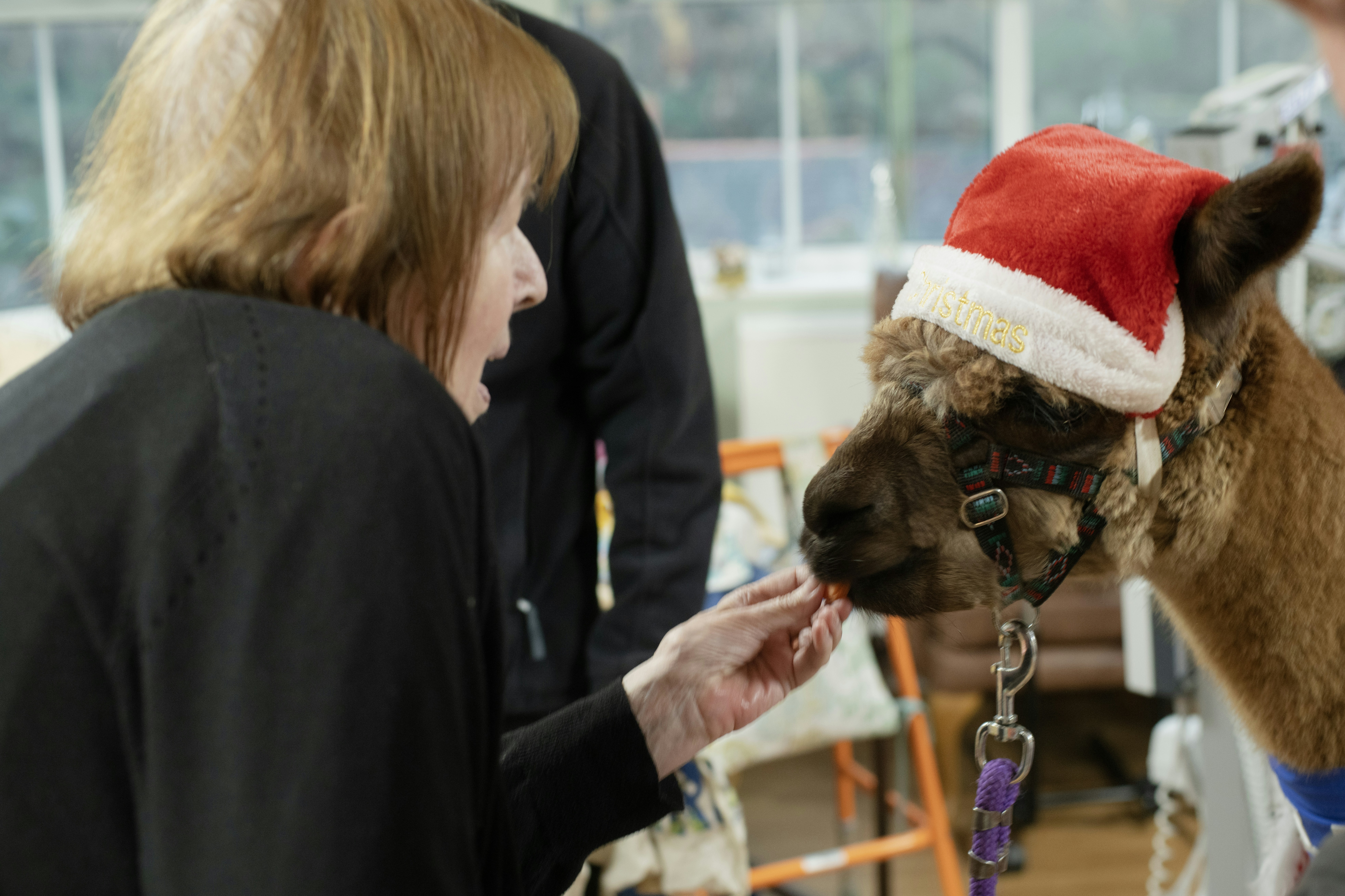 Woman feeding alpaca wearing a santa hat