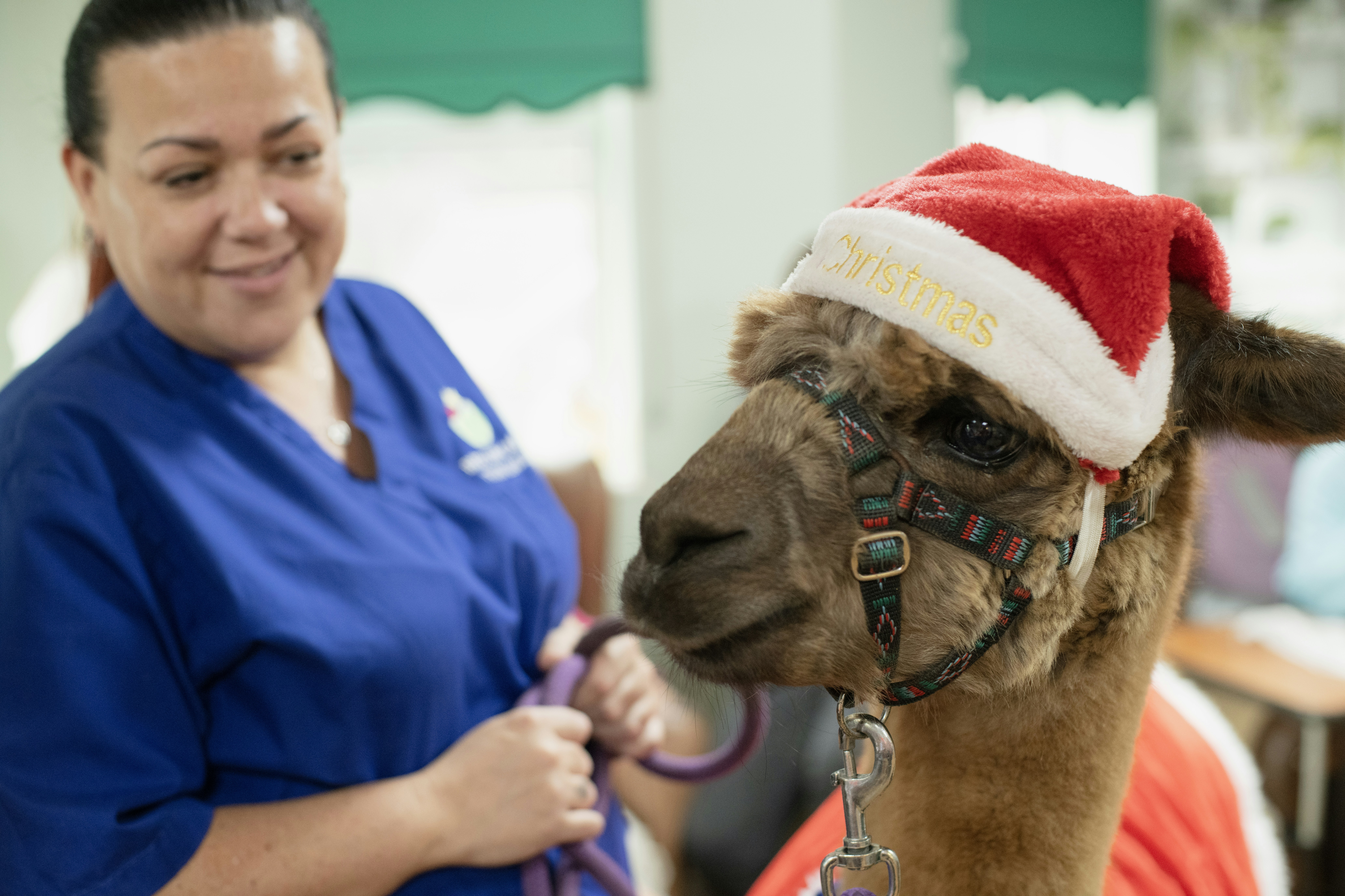 Woman in blue scrubs with llama wearing santa hat