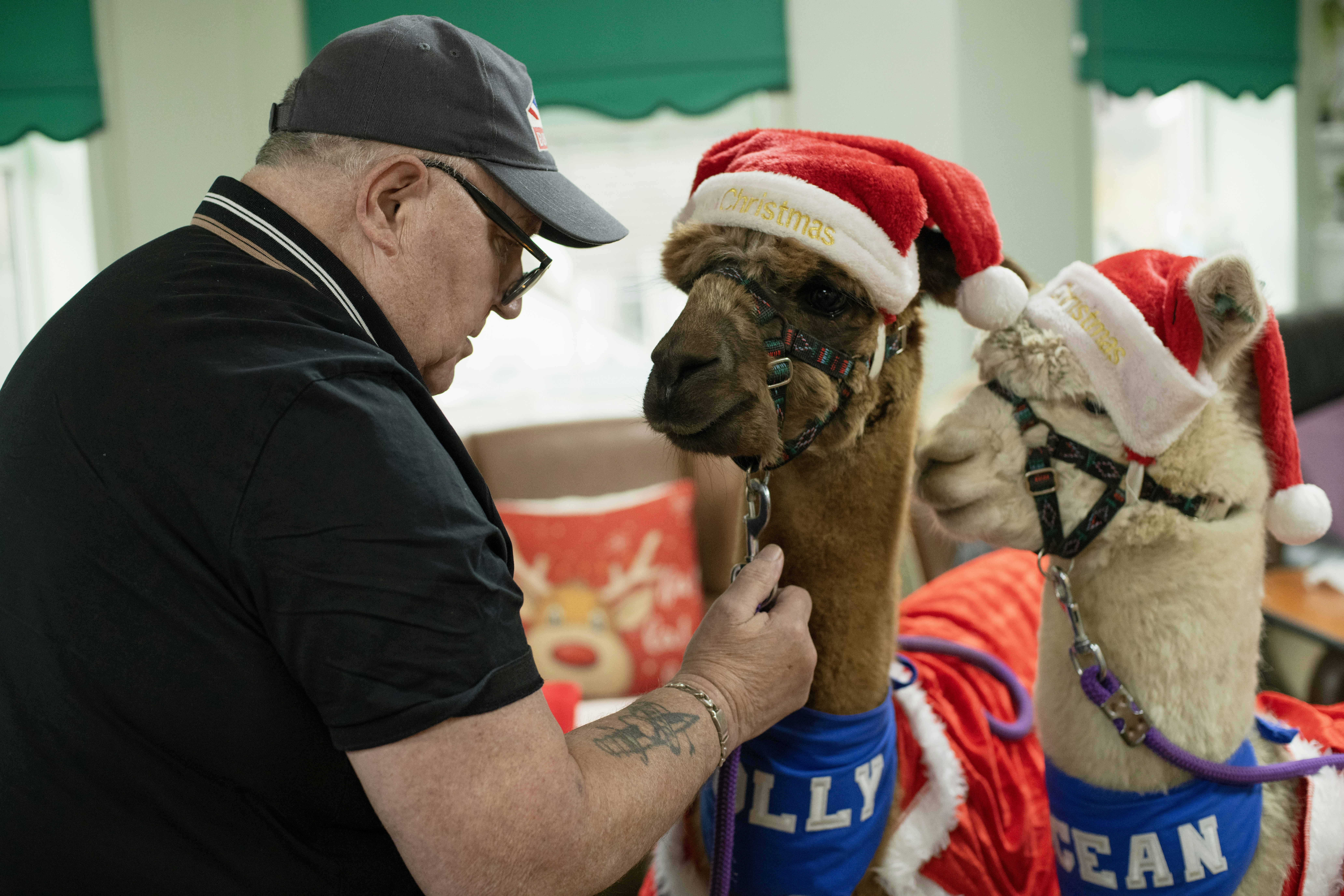 Man dresses alpacas in christmas outfits