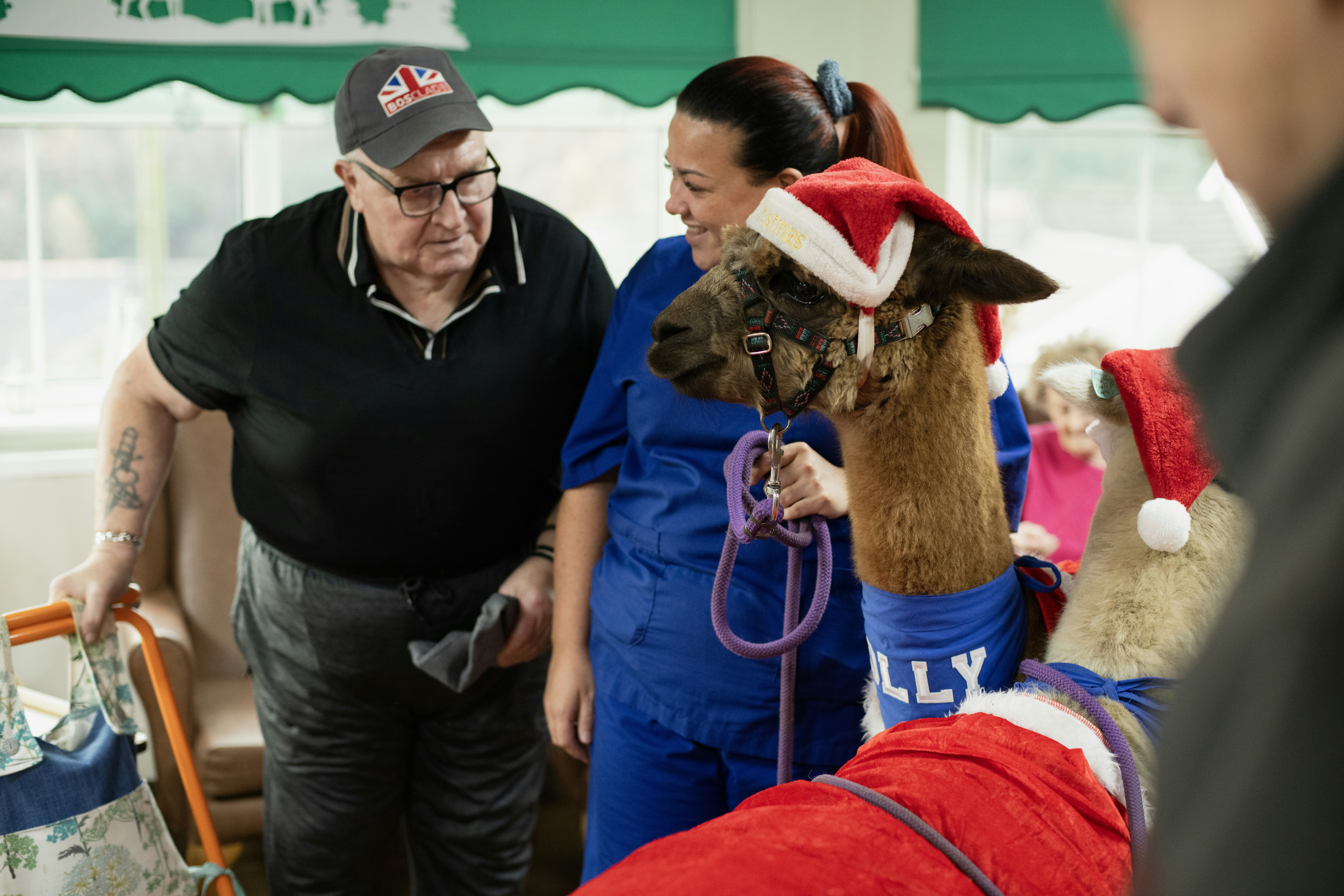 Elderly man and woman with alpacas in santa hats