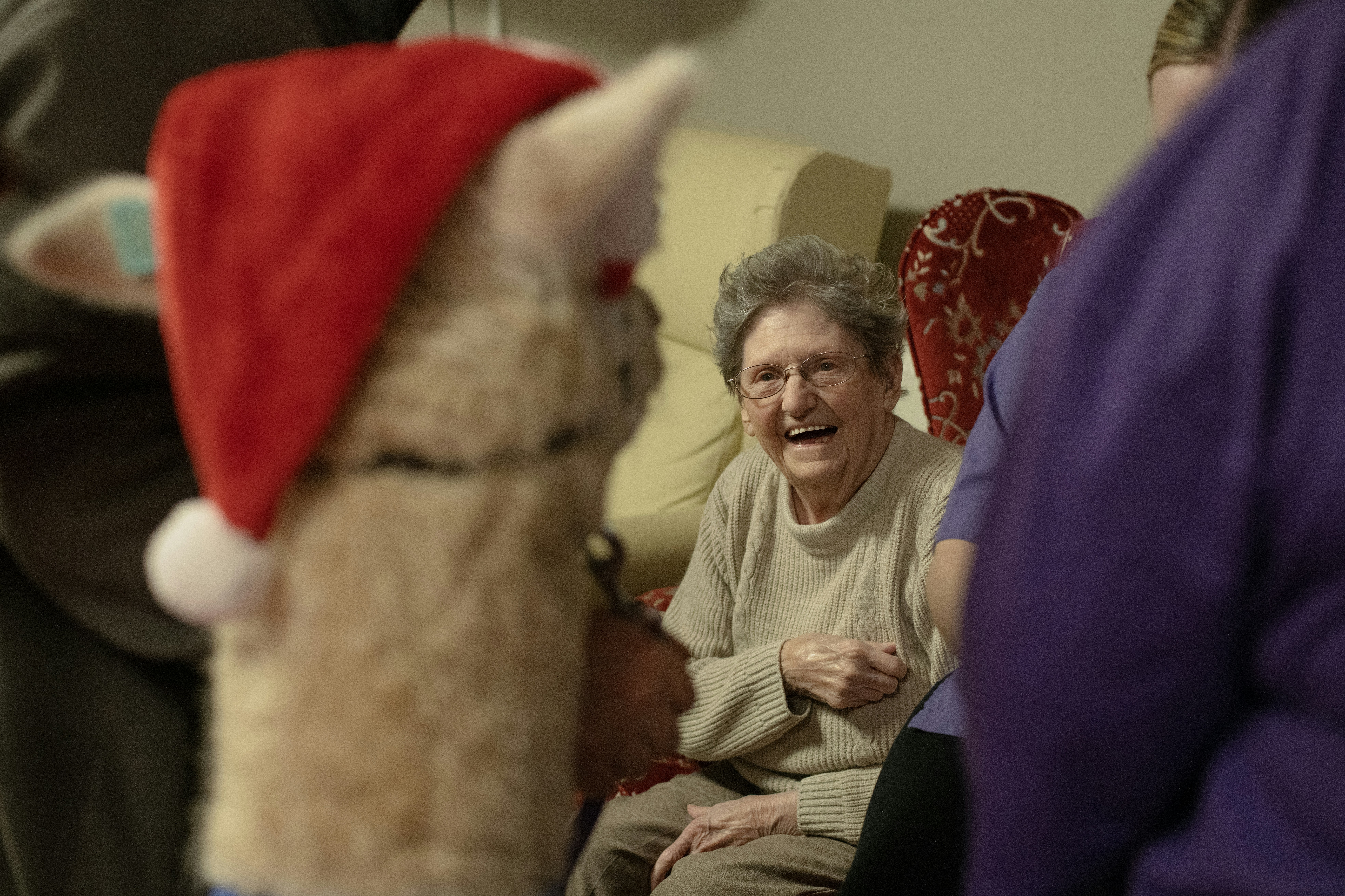 Elderly woman laughs with a llama wearing a santa hat.