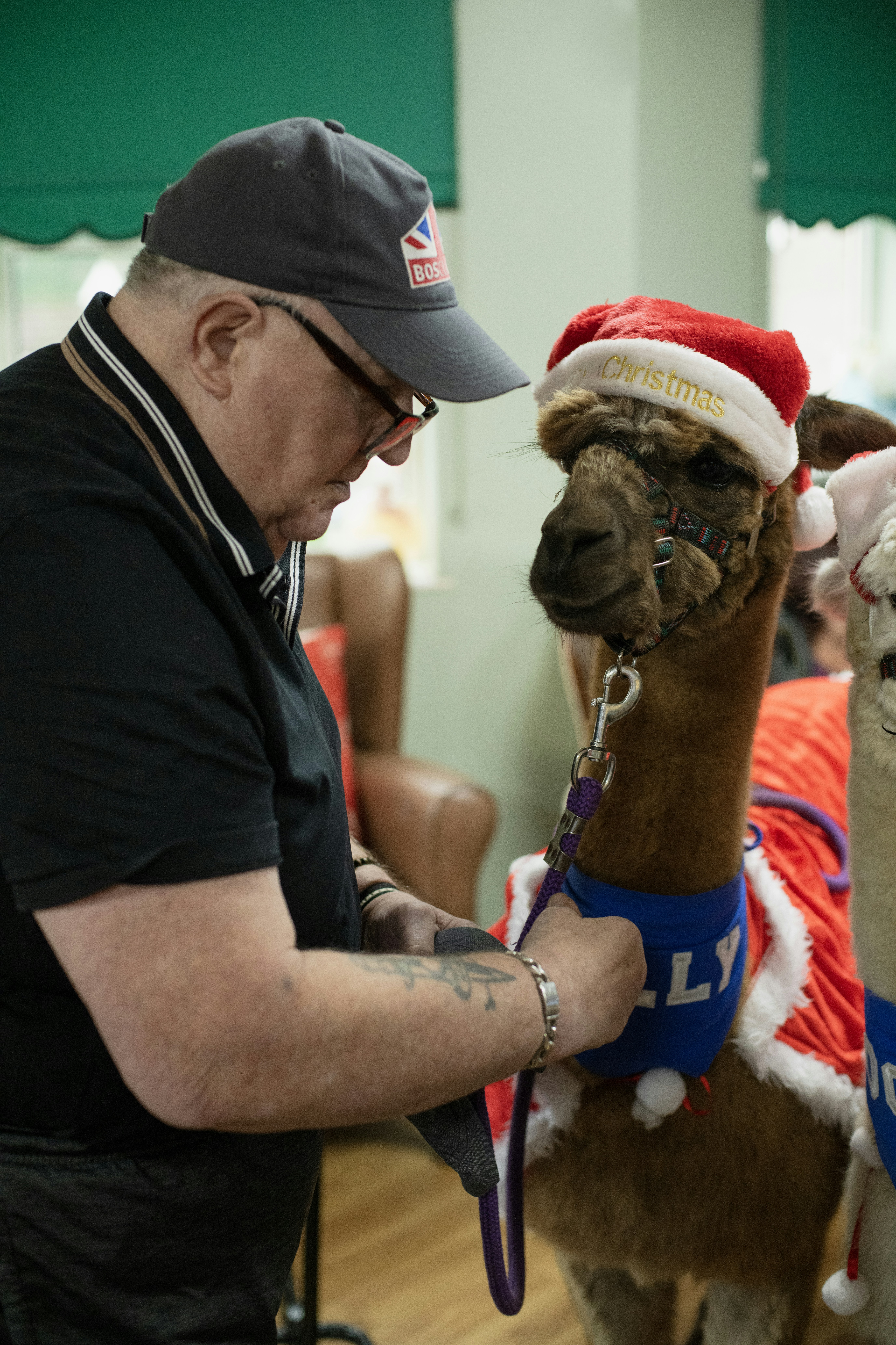 Man dresses alpaca in a christmas costume.