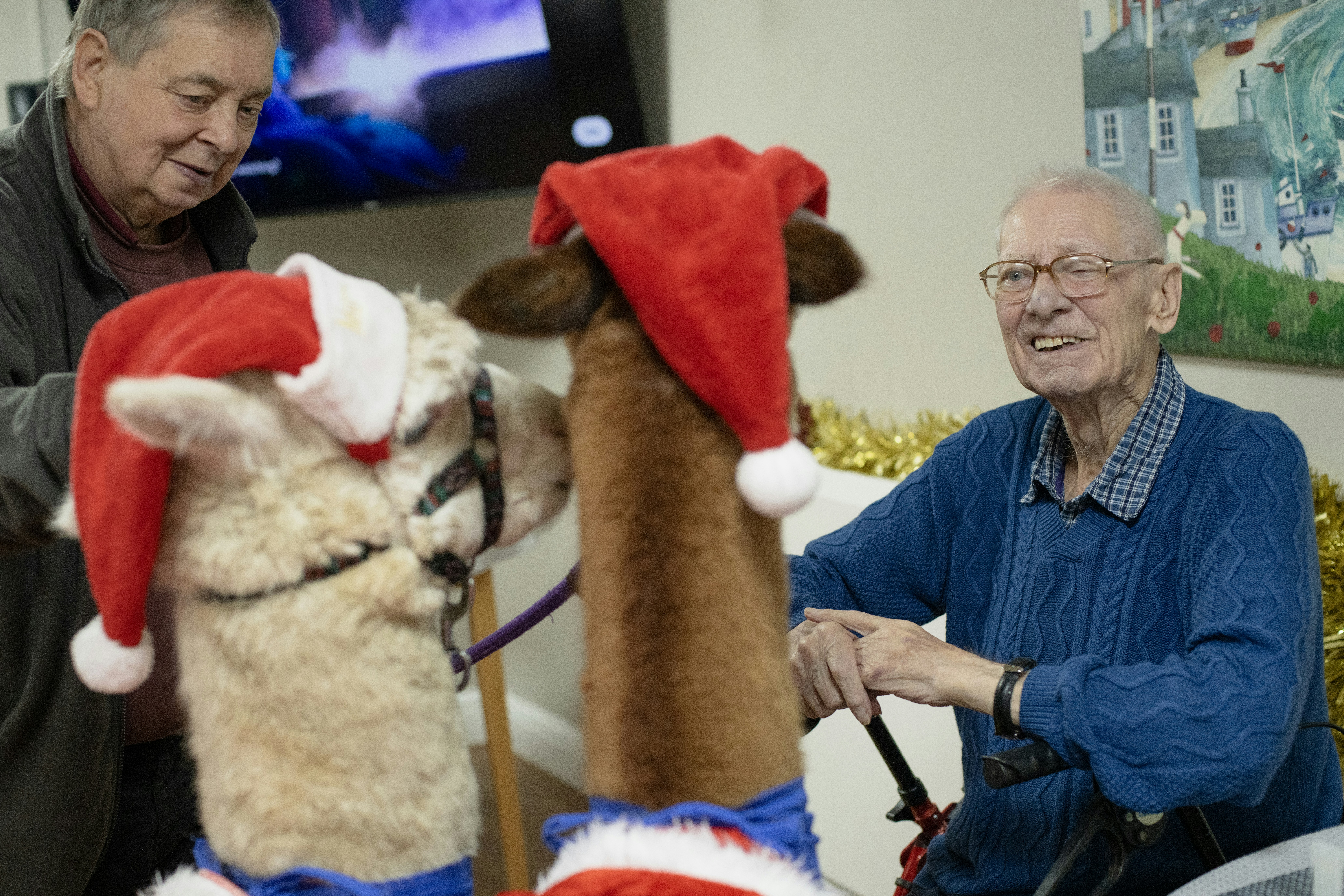 Two elderly men with alpacas wearing santa hats.
