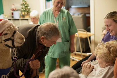 Alpaca visits with seniors in a room decorated for christmas.