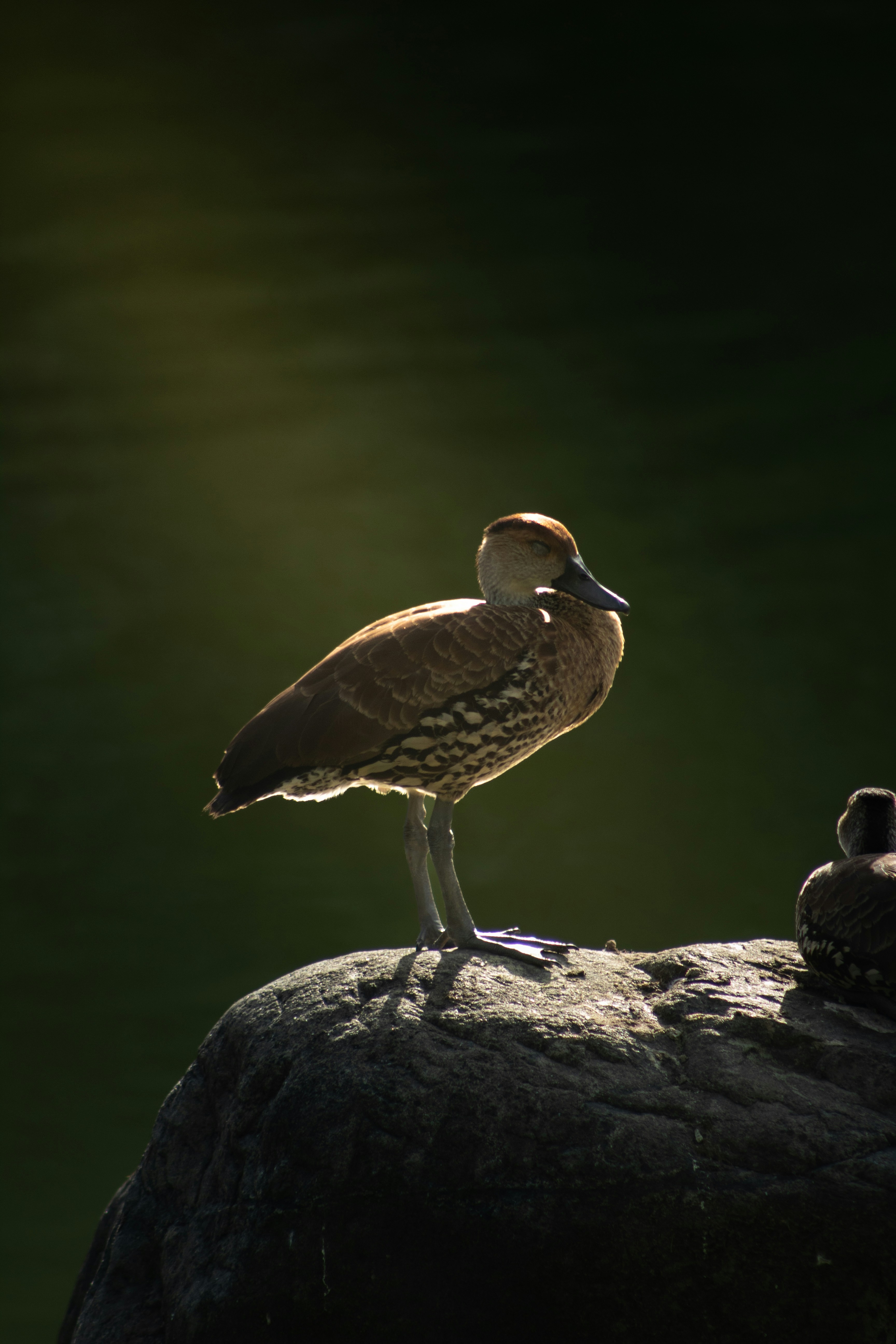 Photo by agustin_pimentel