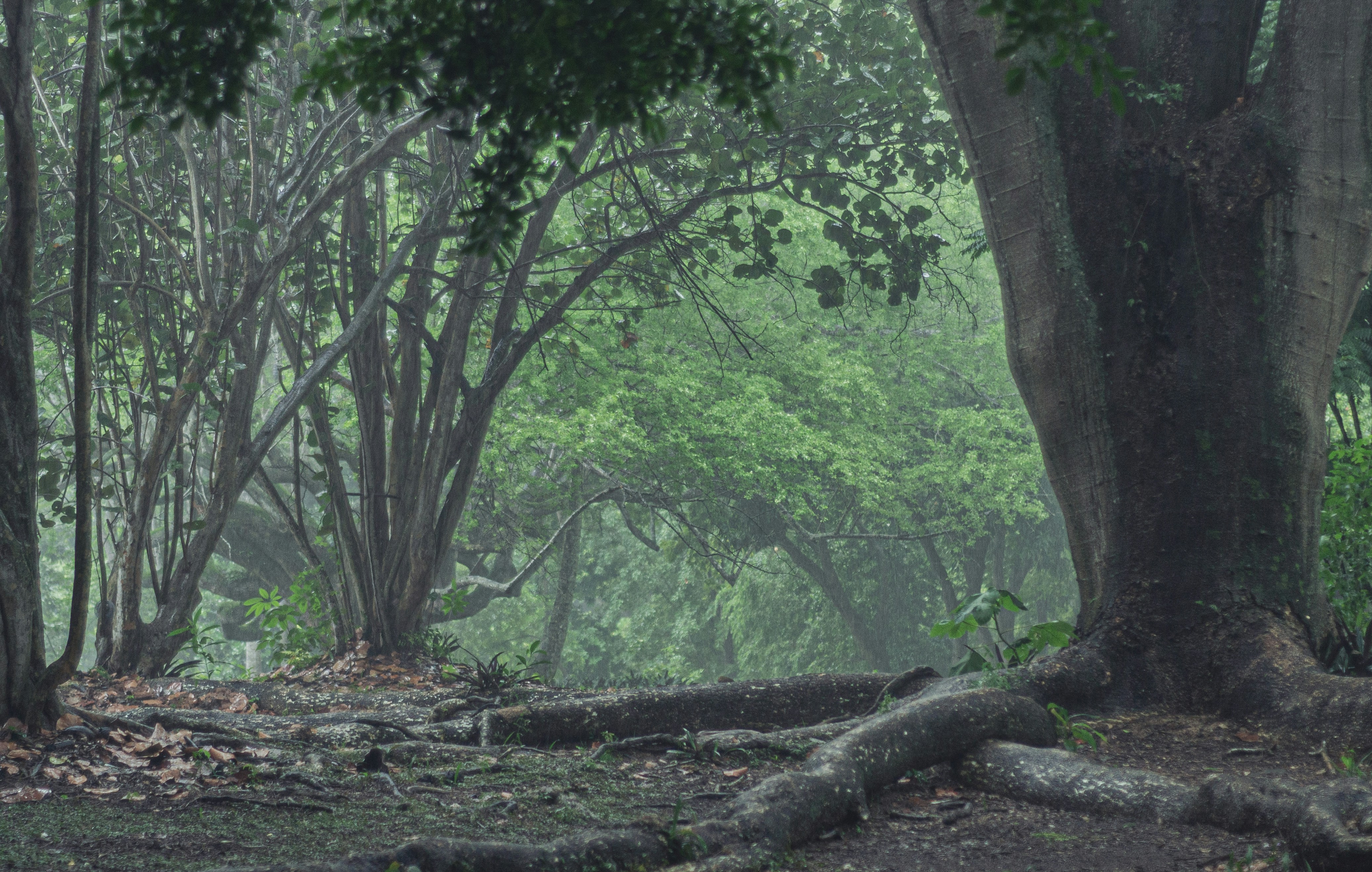 Misty forest with large tree roots and lush foliage