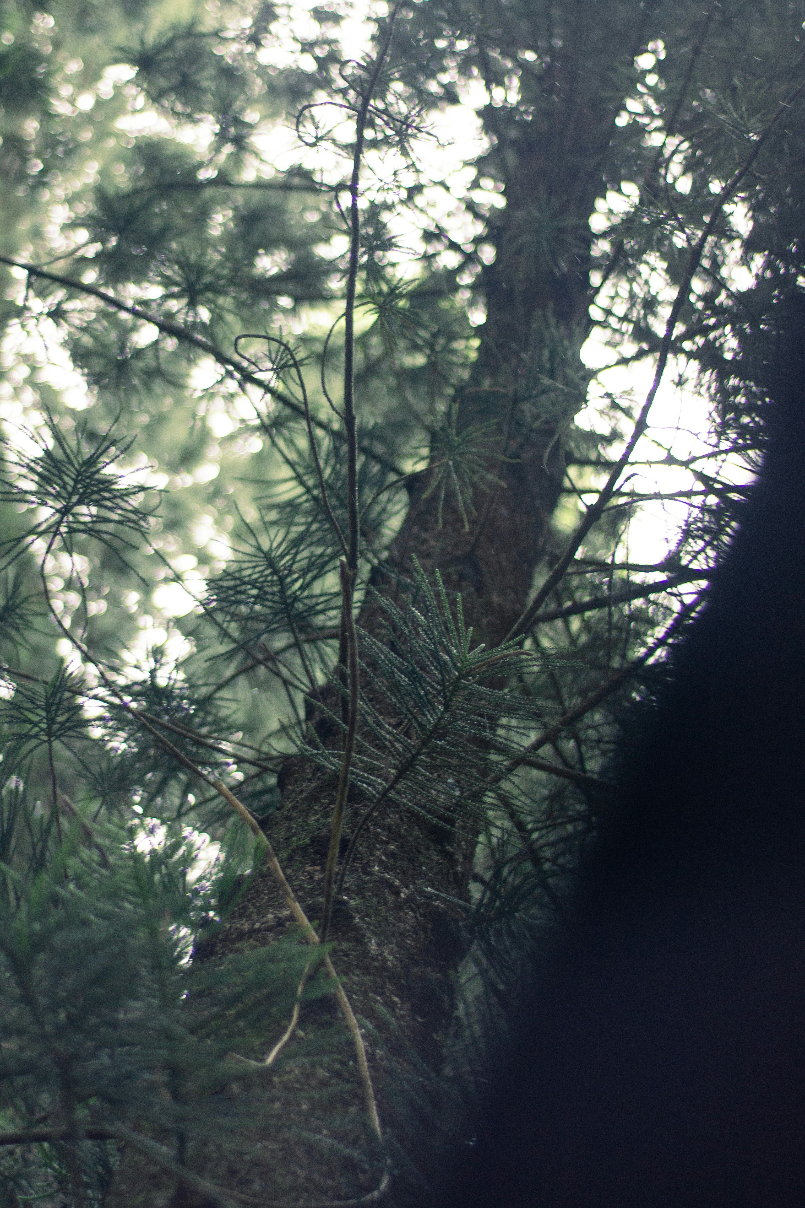 Photo by agustin_pimentel