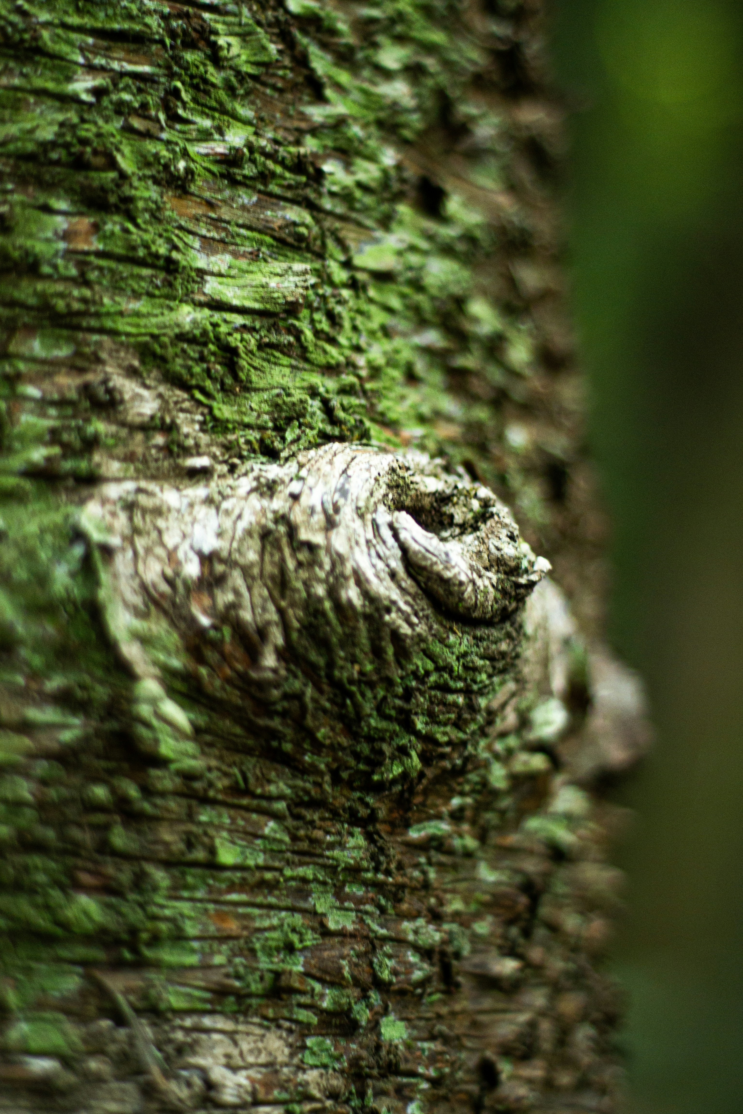 Close-up of a textured tree trunk with moss.