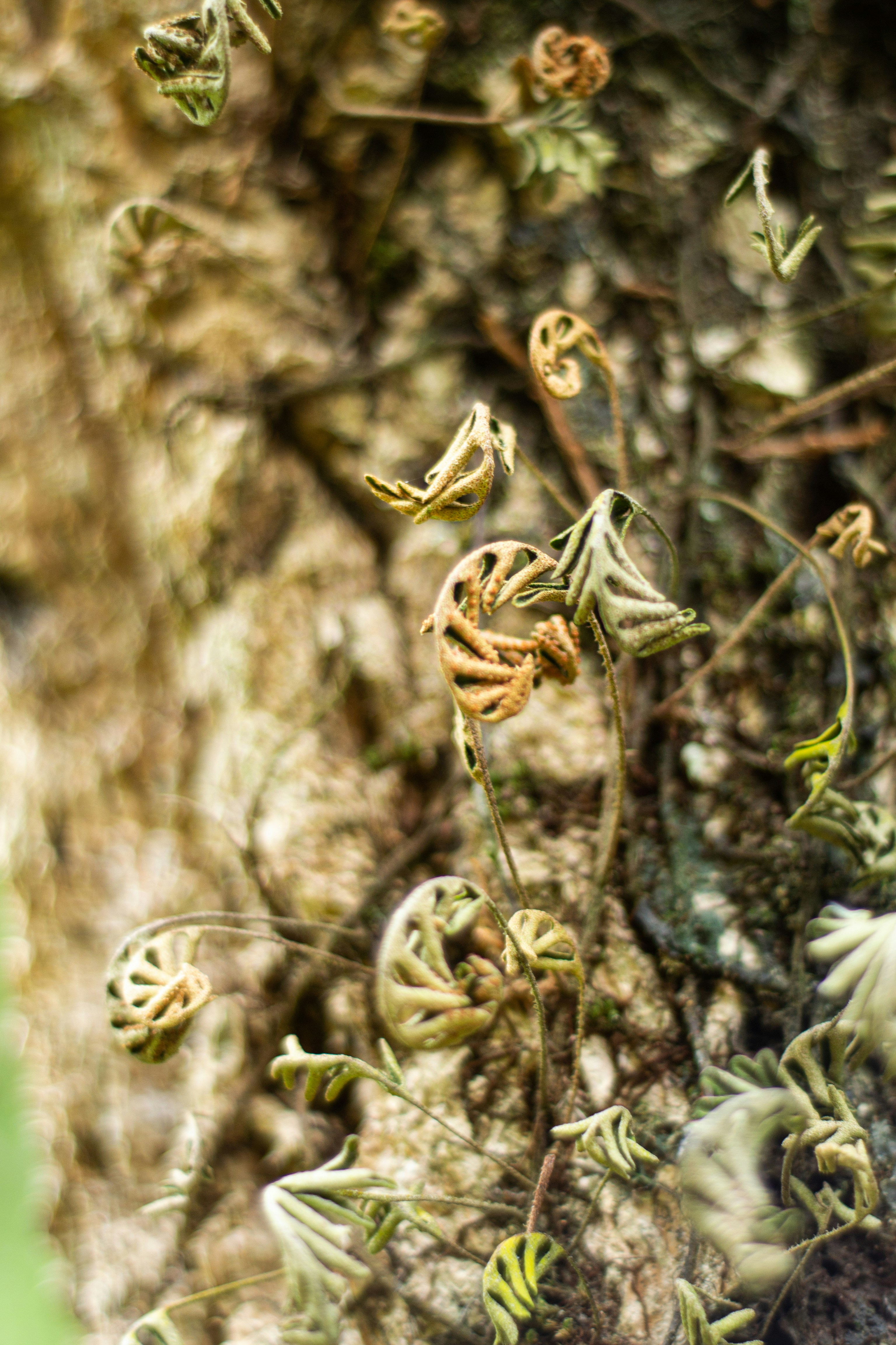 Primer plano de frondas de helecho desplegándose sobre una superficie texturizada.