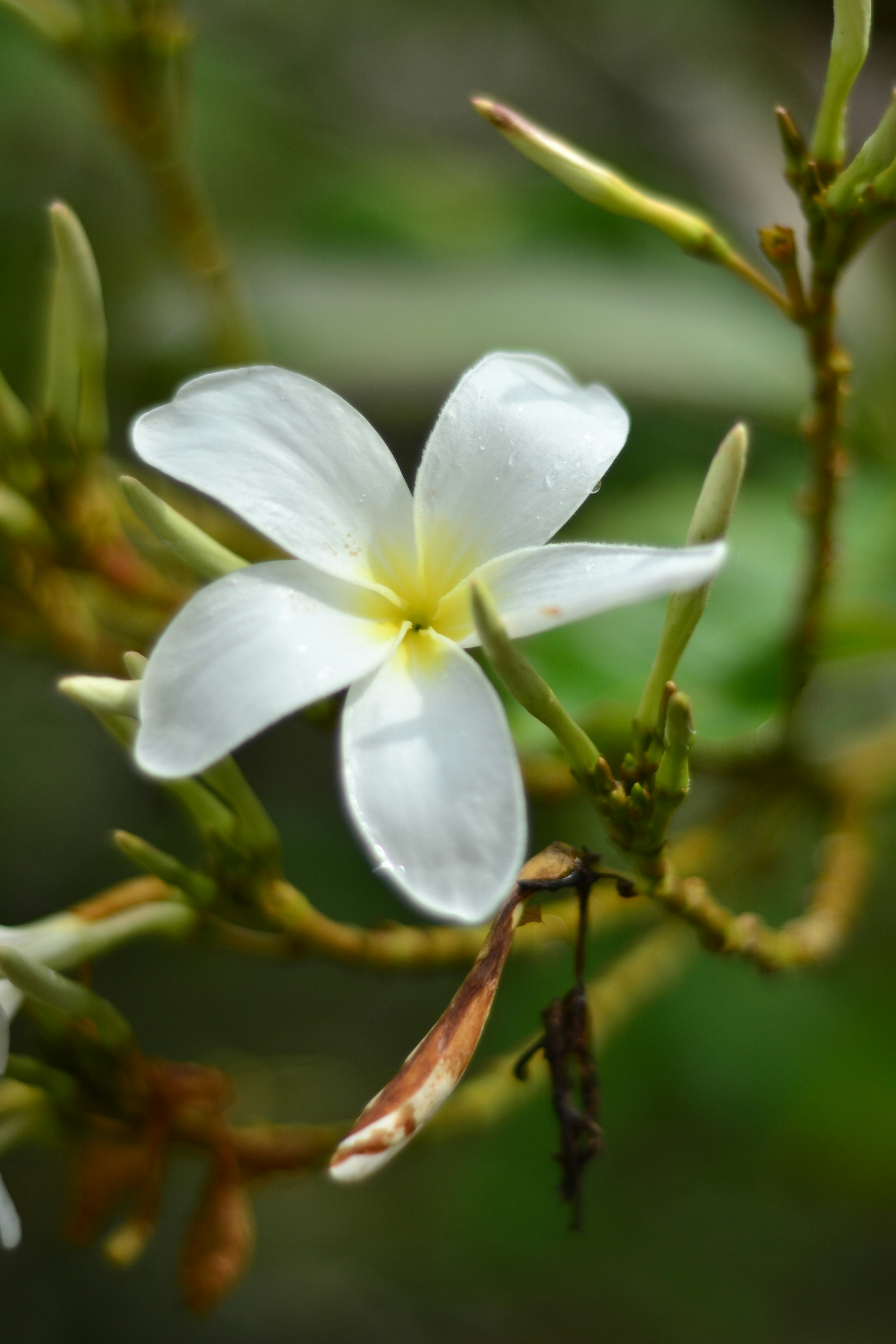 Photo by agustin_pimentel