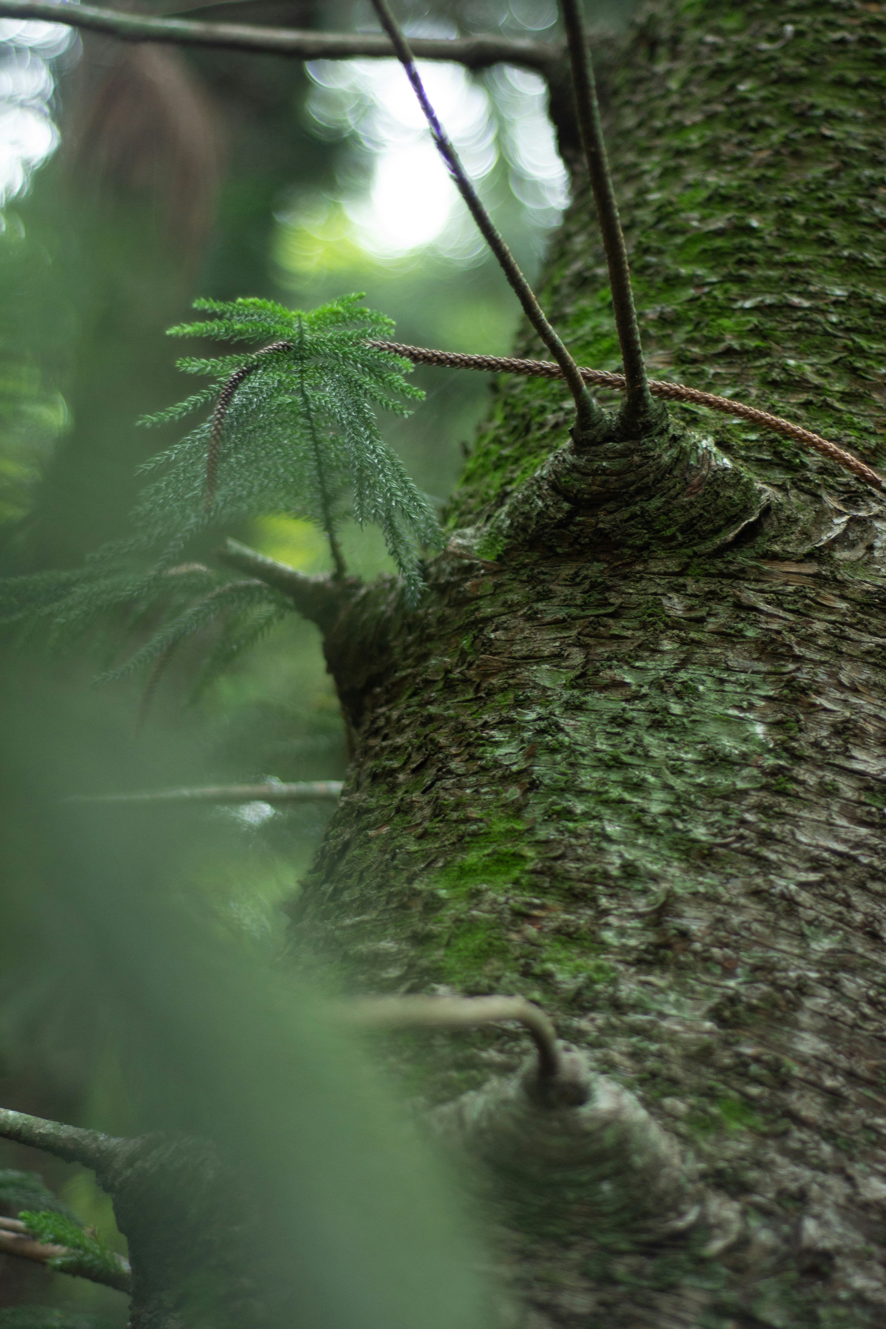 Photo by agustin_pimentel