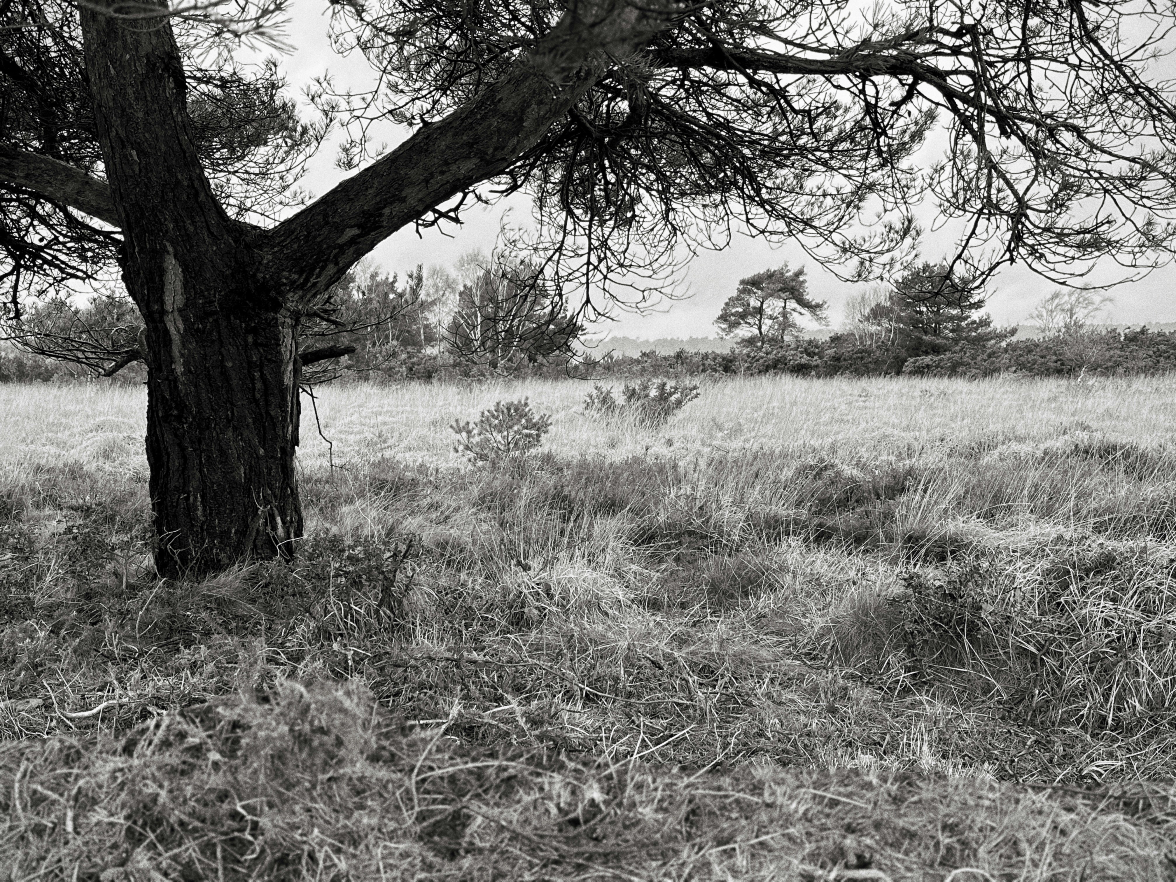 Grassy field with a large tree in the foreground