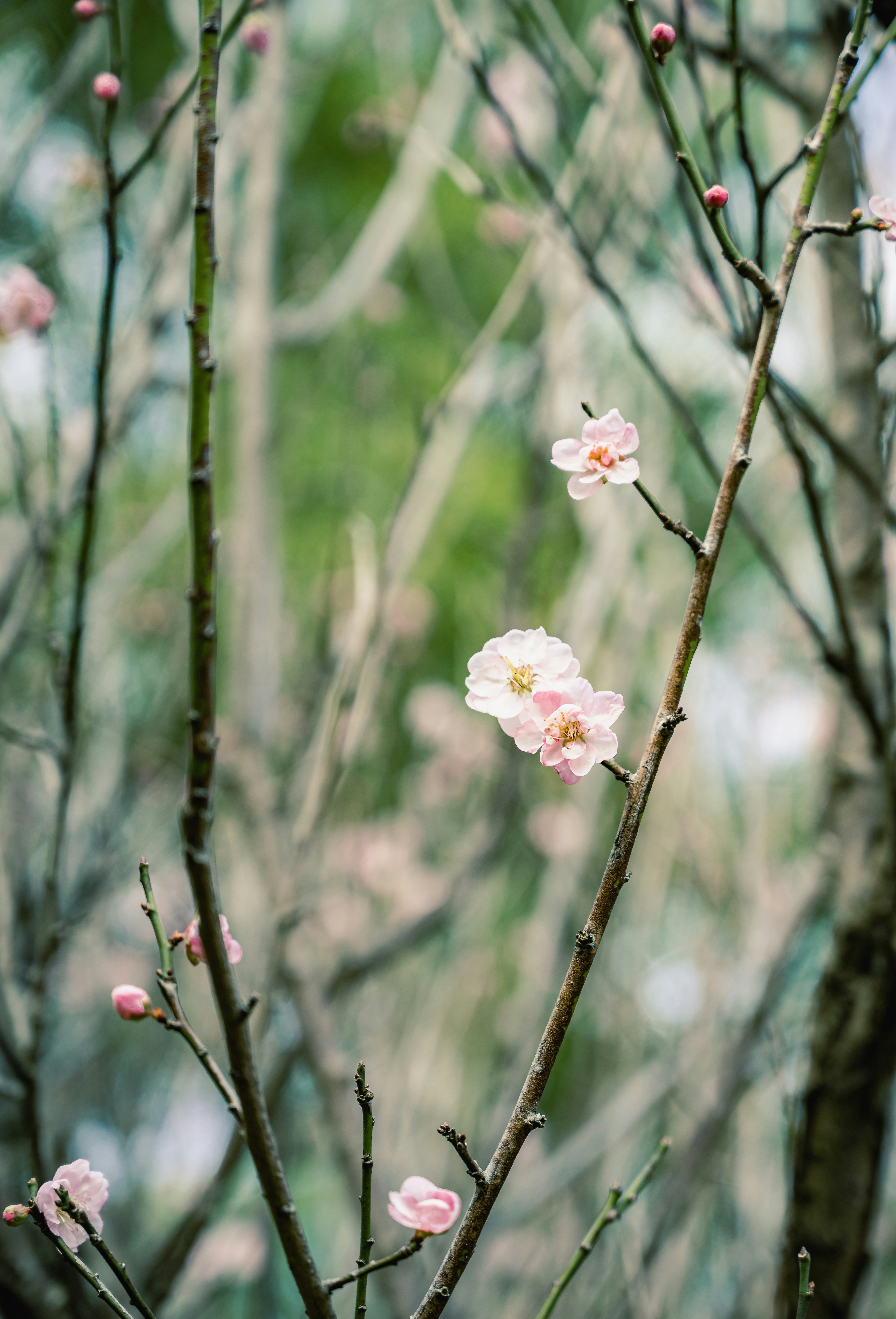 Delicate pink plum blossoms bloom on bare branches.