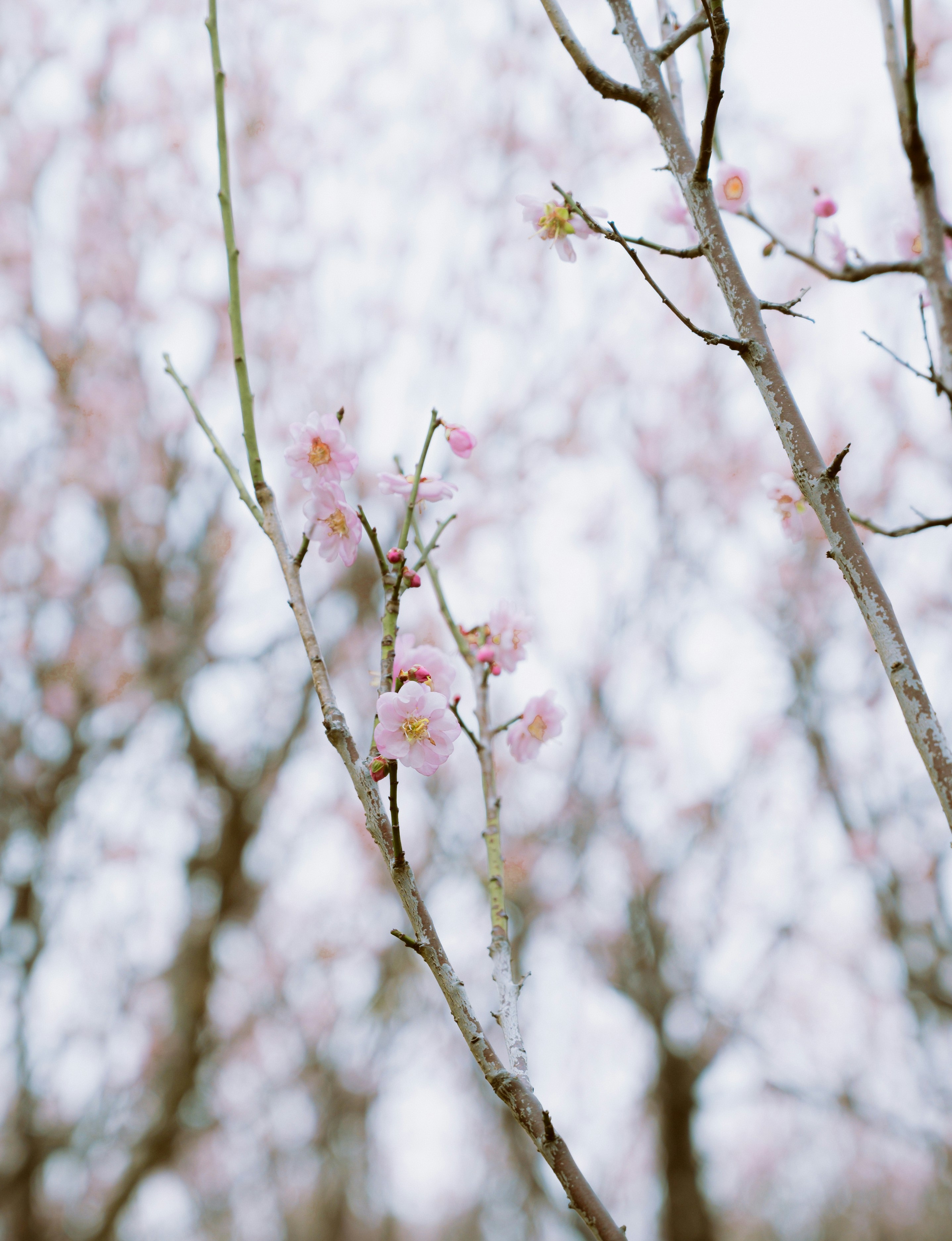 Delicate pink blossoms on bare branches in soft light