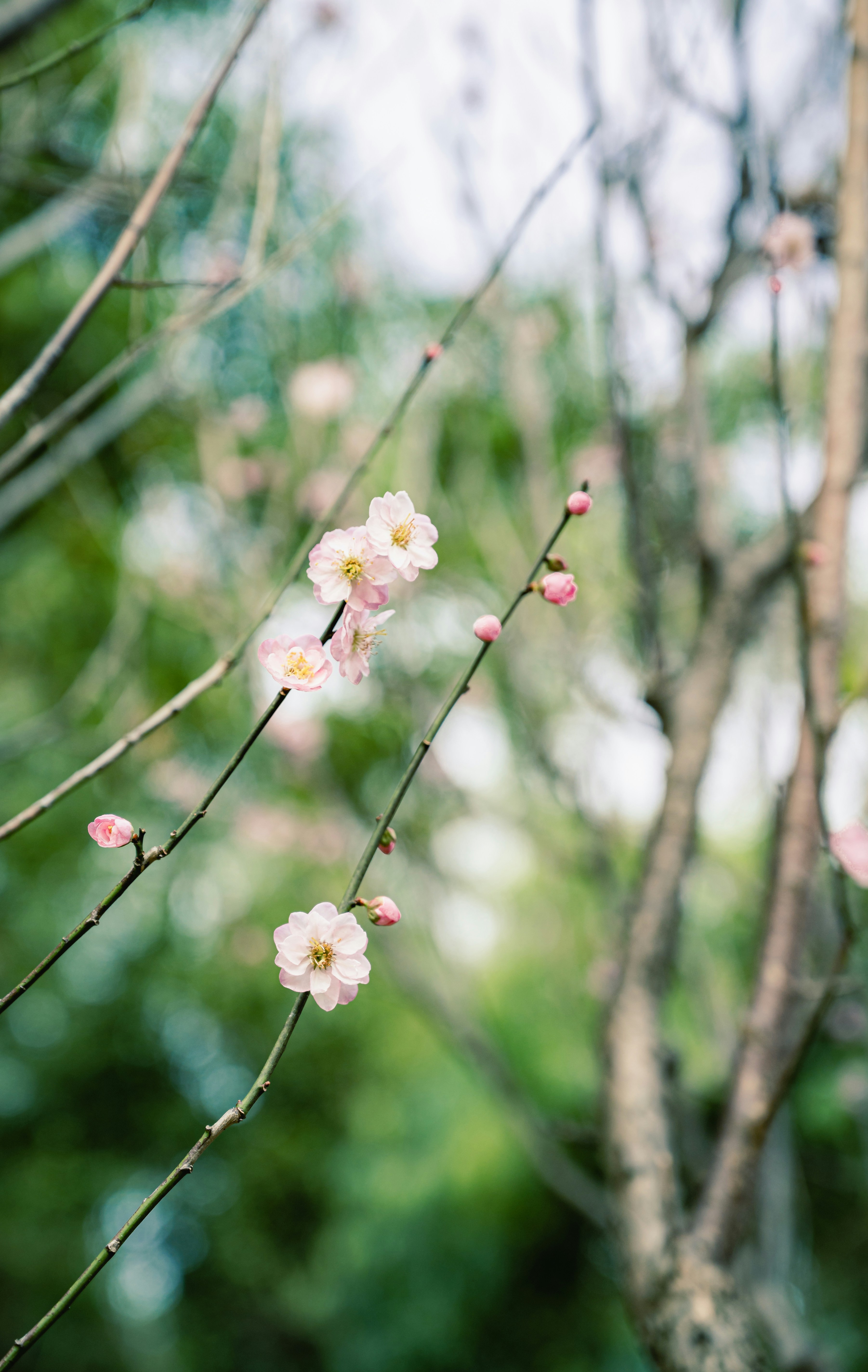 Delicate pink plum blossoms on a tree branch.