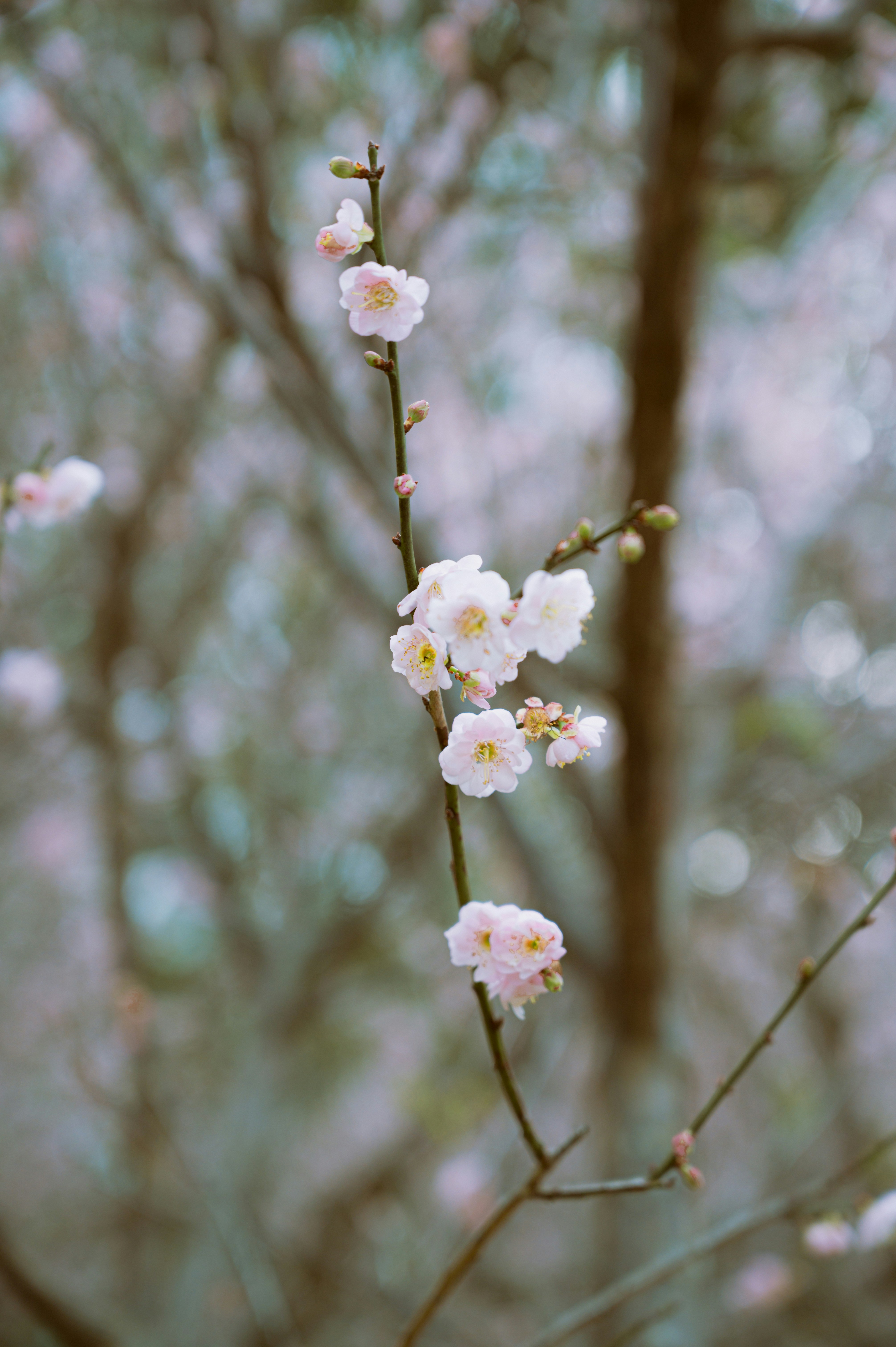 Delicate pink cherry blossoms bloom on a tree branch.