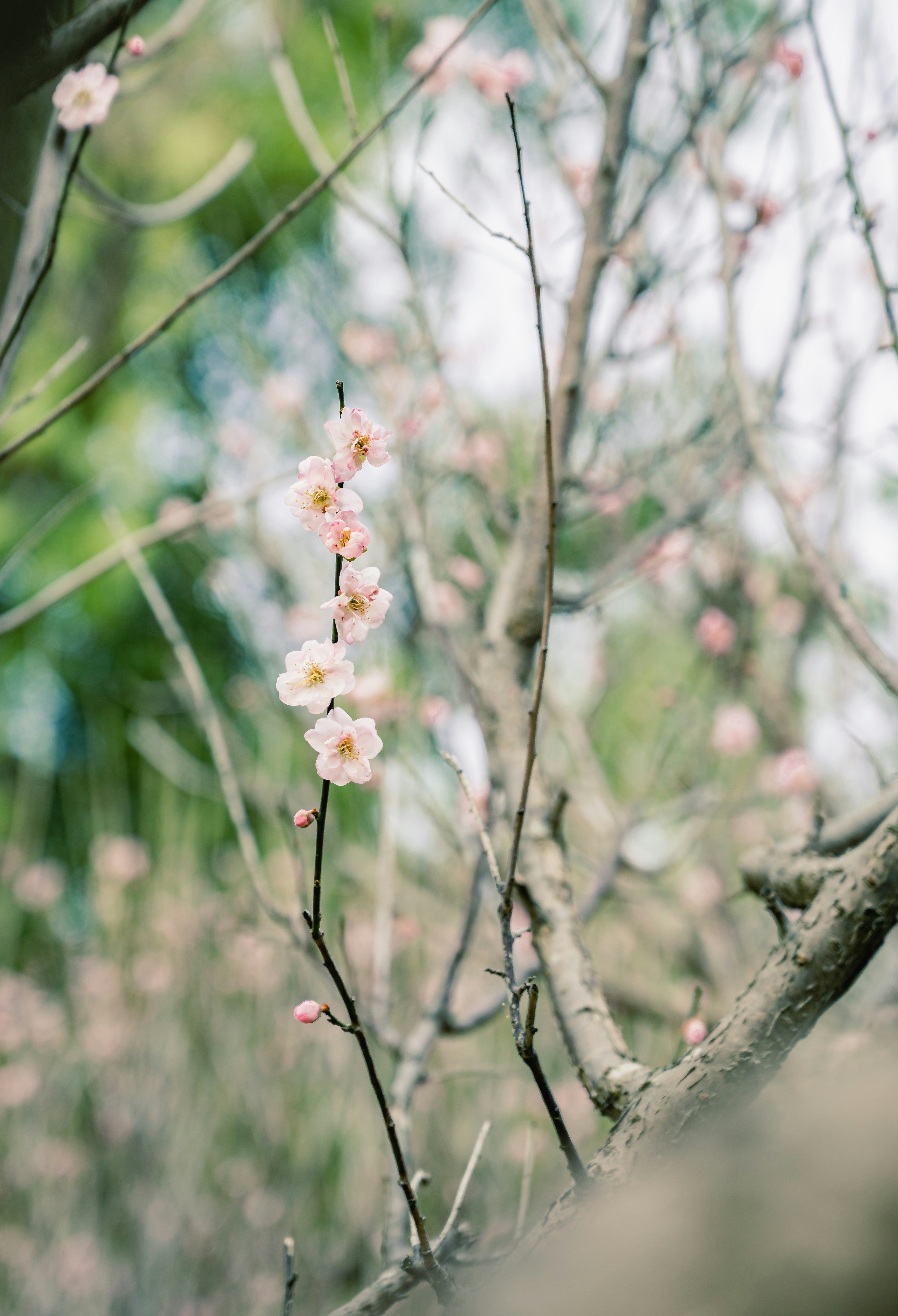 Delicate pink cherry blossoms on a bare tree branch