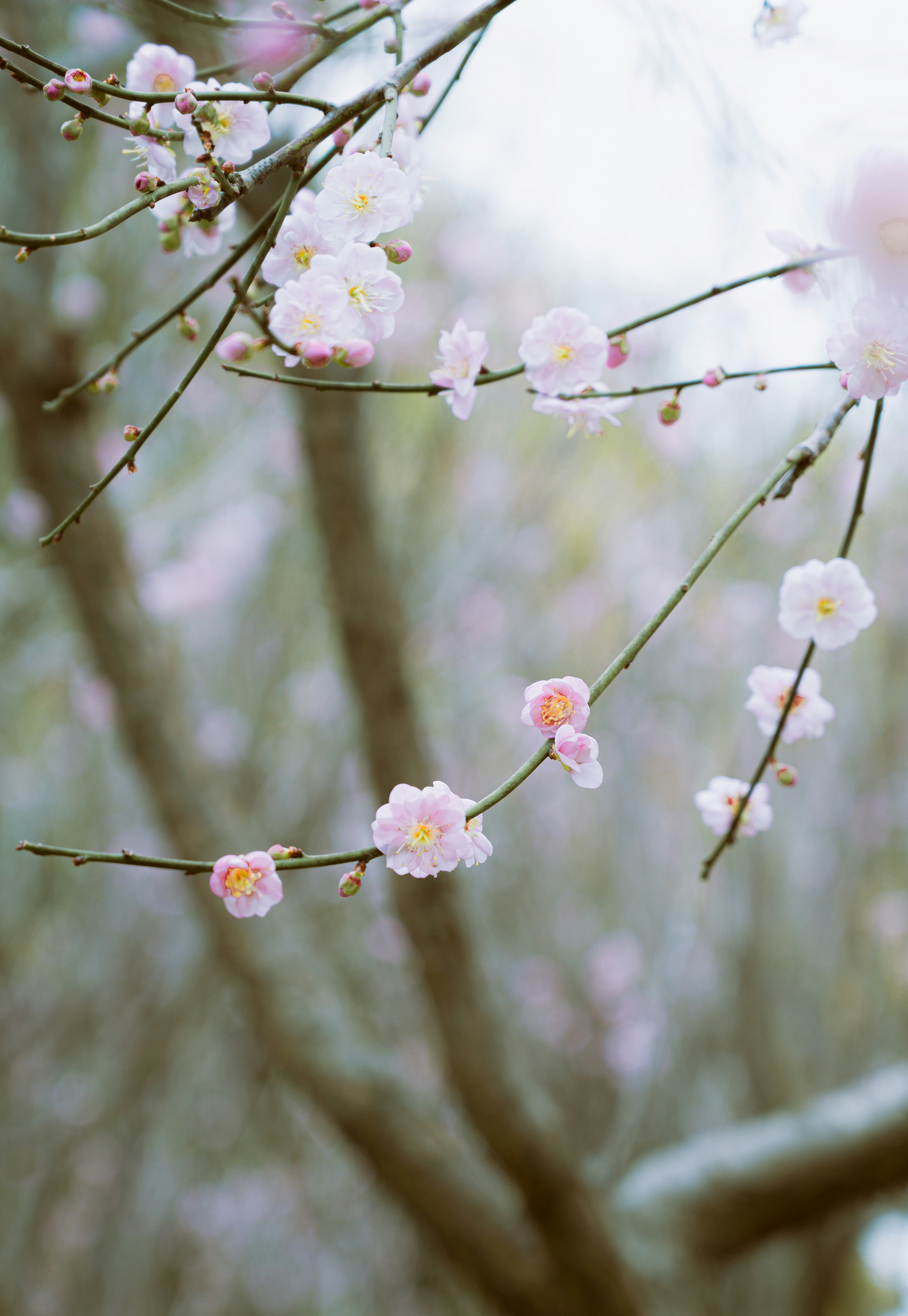 Delicate pink cherry blossoms on a tree branch.