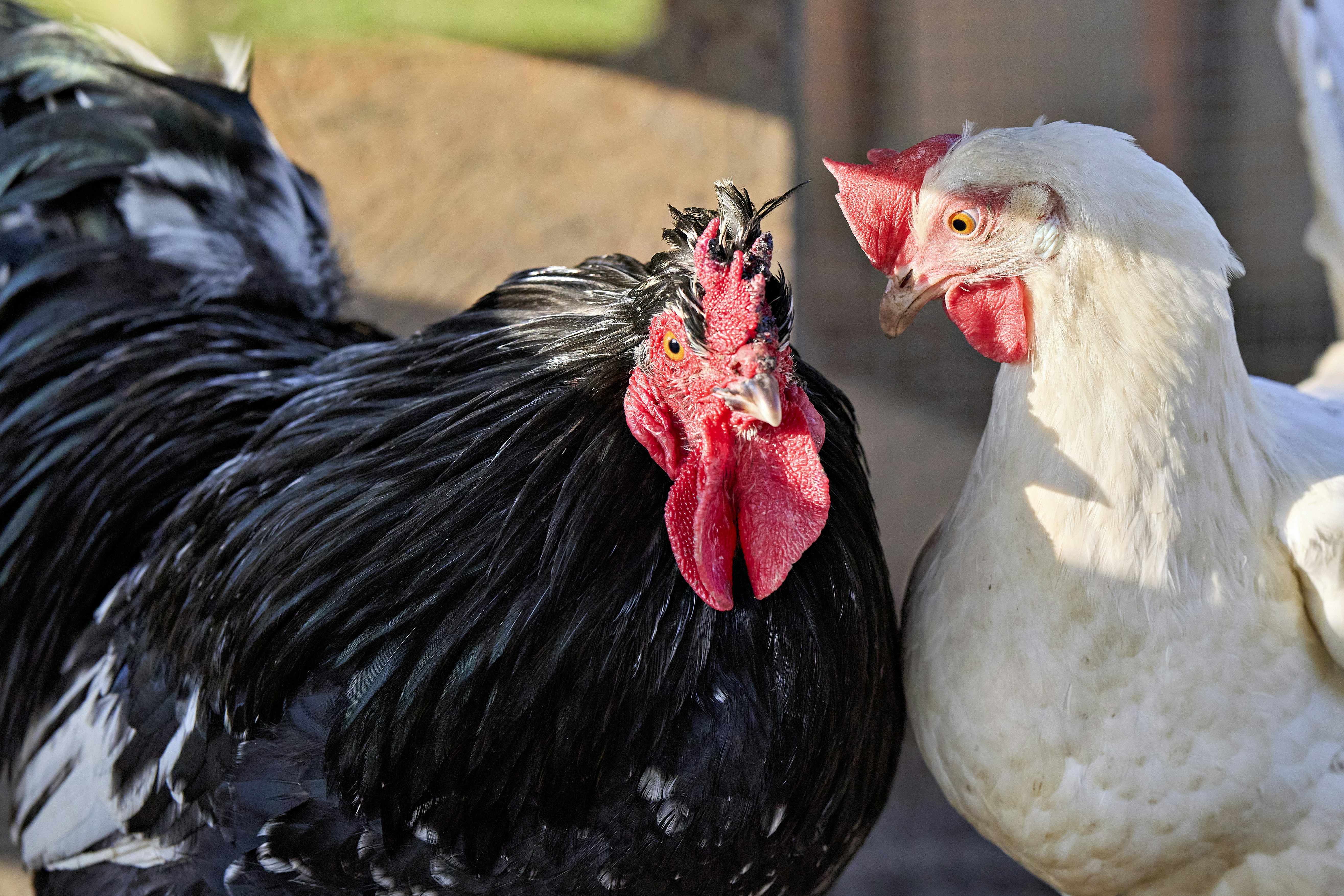 Photo by erwinbosman