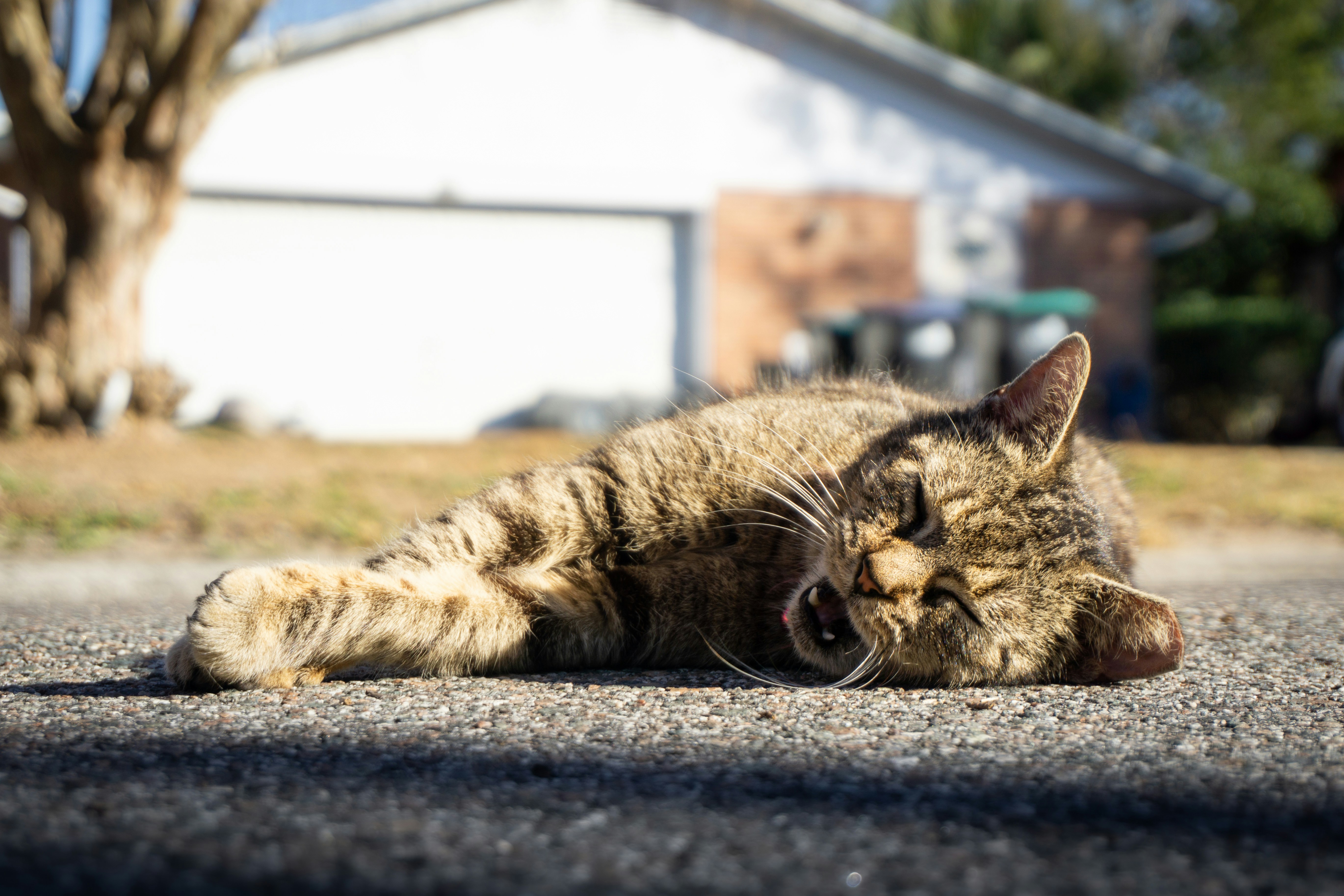 Un chat tigré dort sur une surface pavée à l’extérieur.