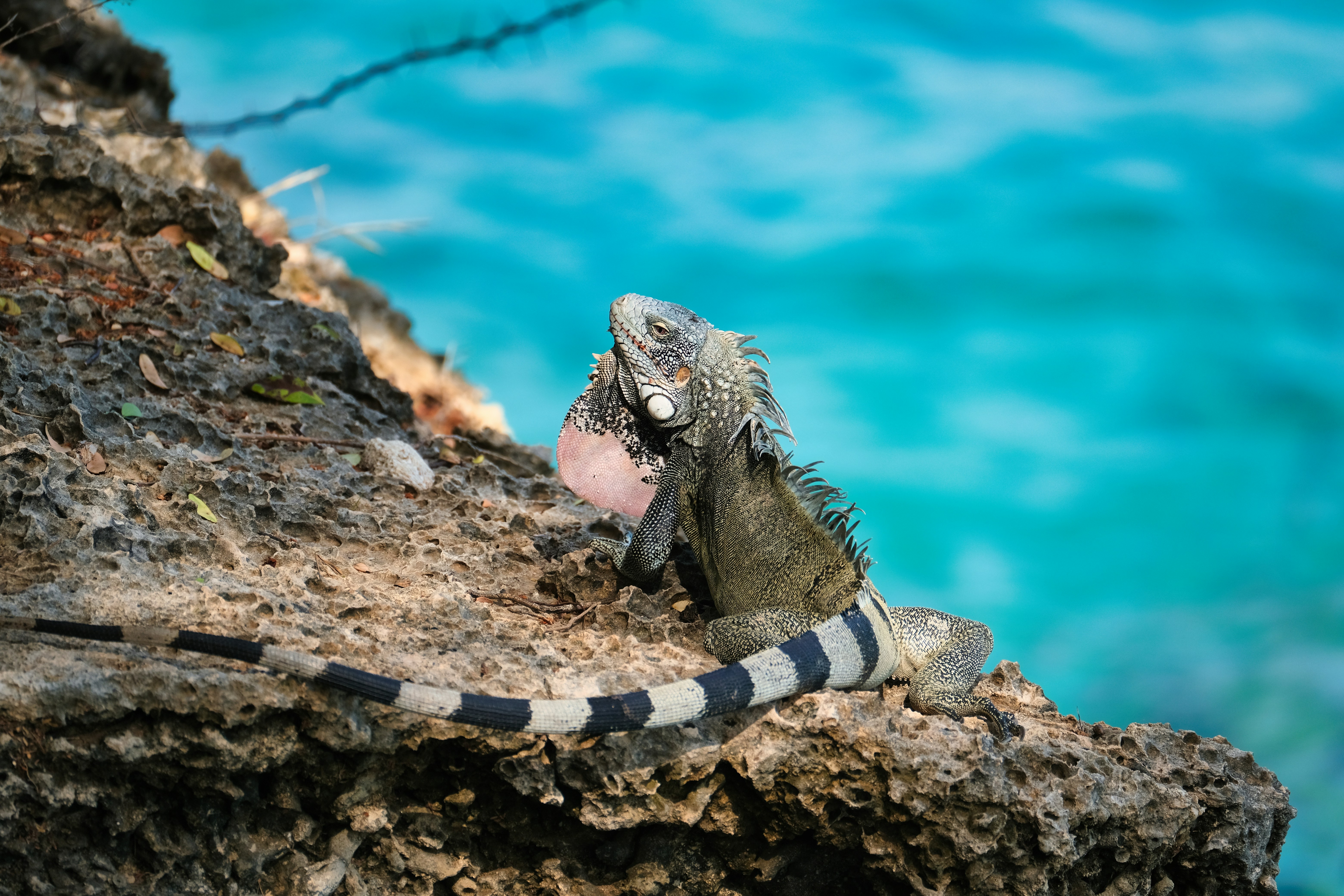 Photo by travelling_mo