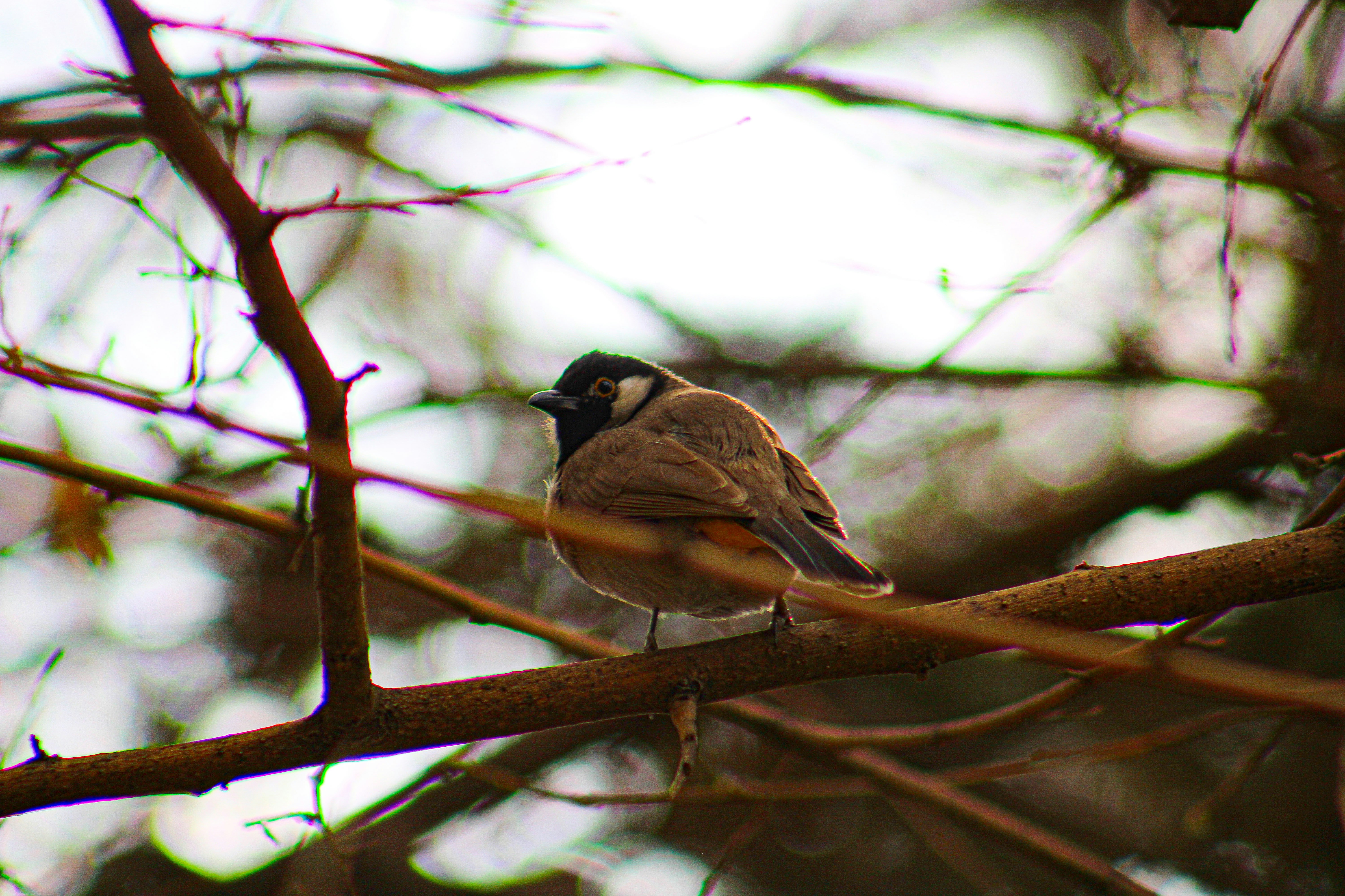 Photo by nouriehferdosian