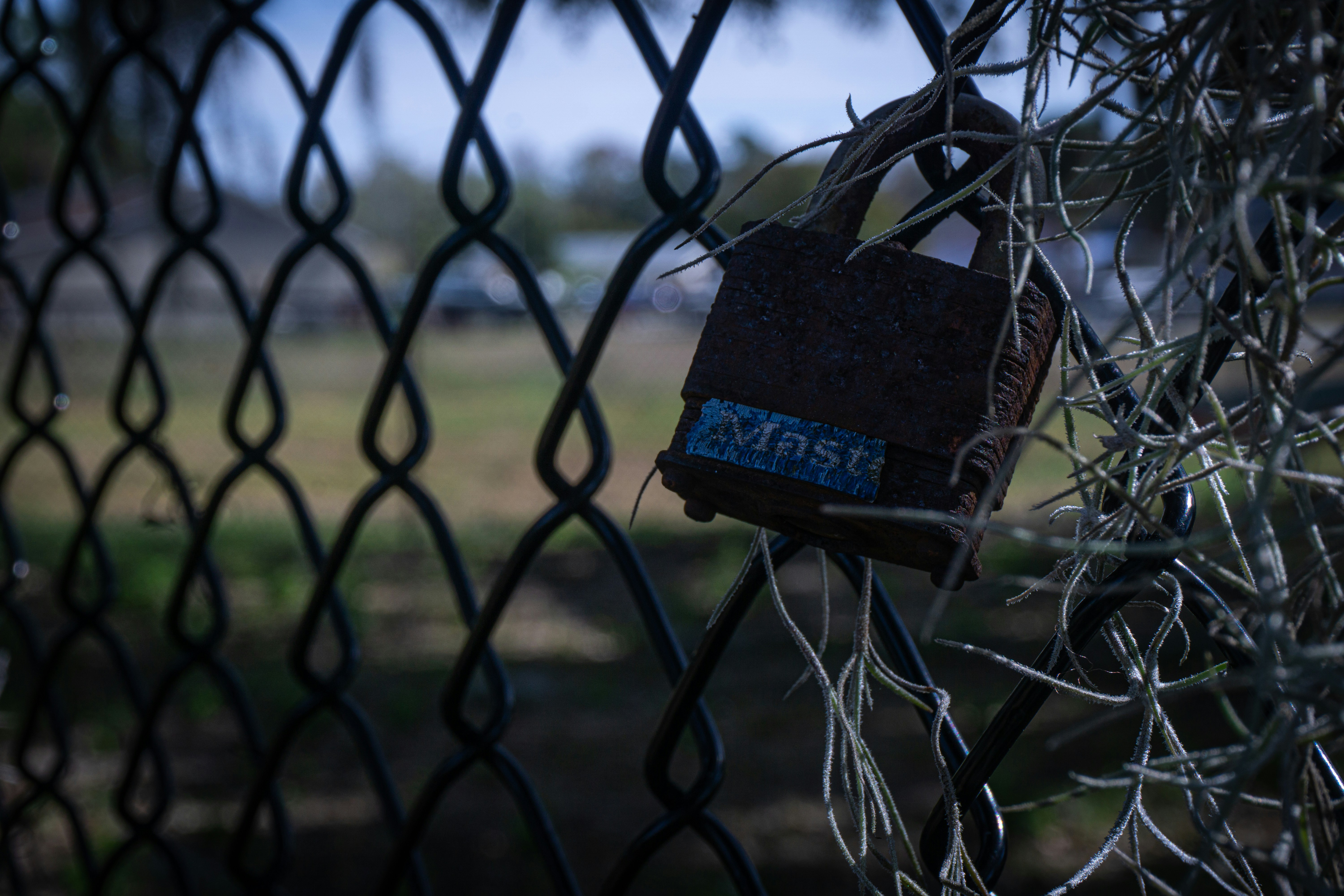 Rusty padlock on a chain-link fence with plants