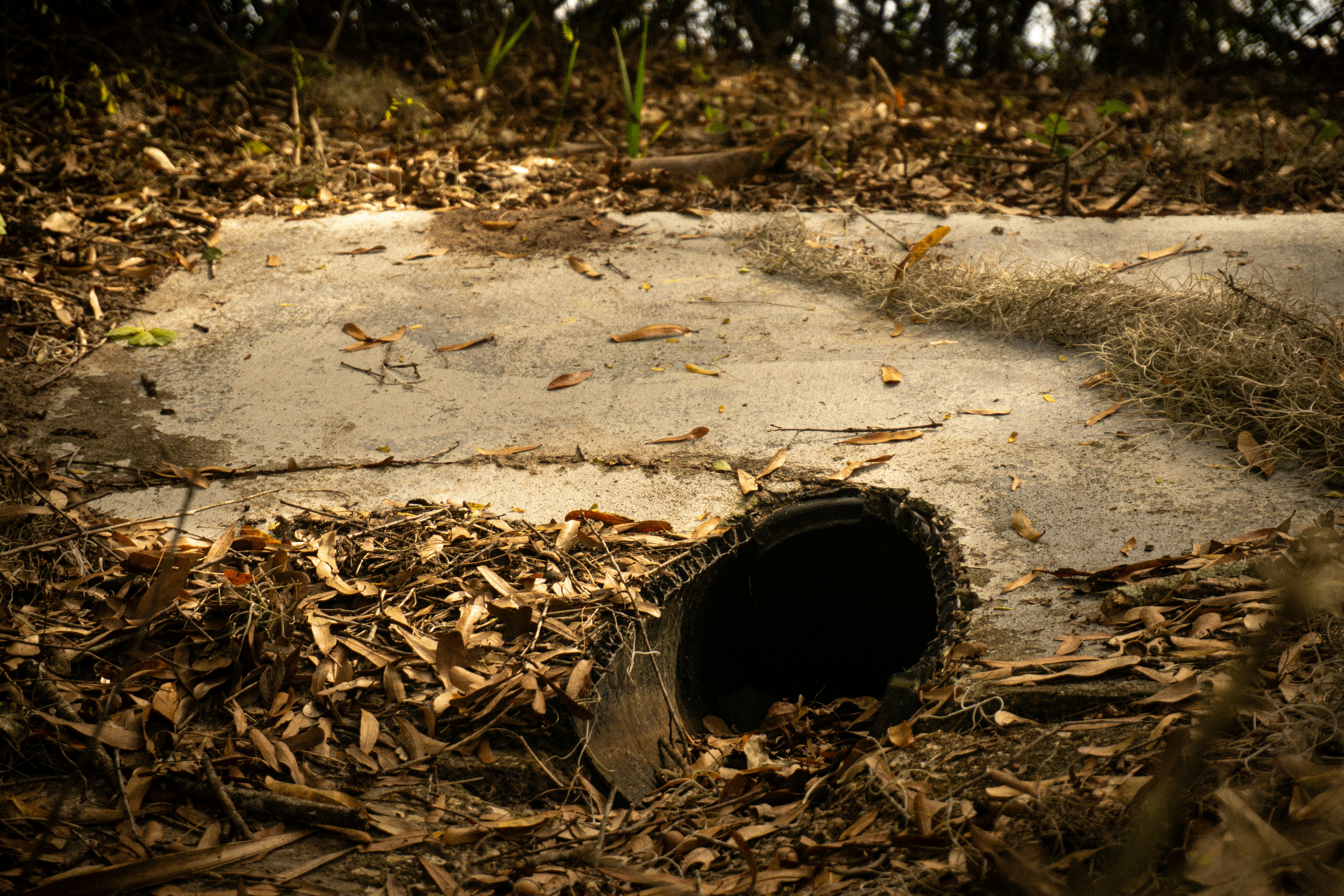 A dark pipe opening surrounded by dry leaves